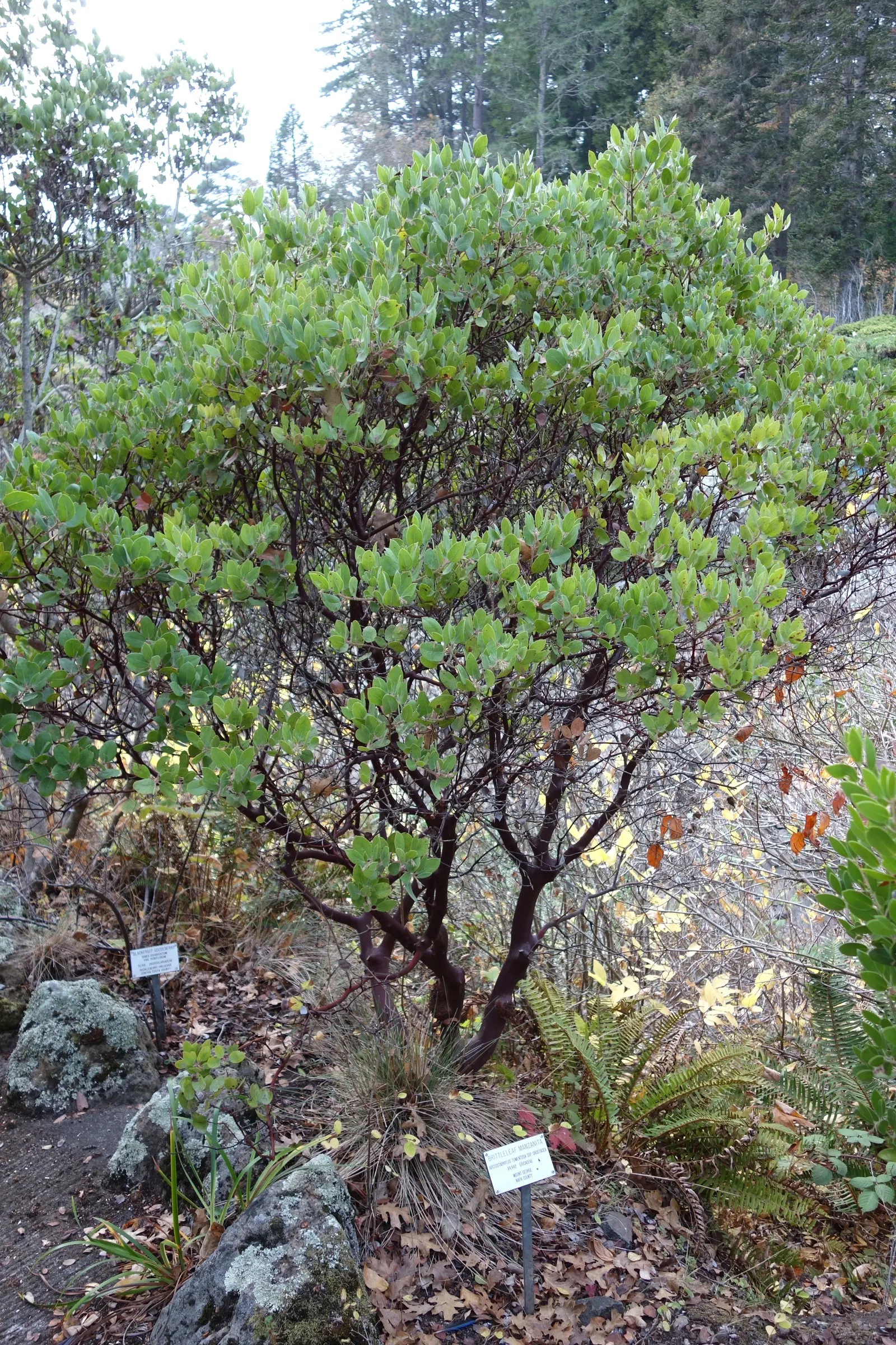 Woollyleaf Manzanita (Arctostaphylos Tomentosa) — reddish branches and fuzzy