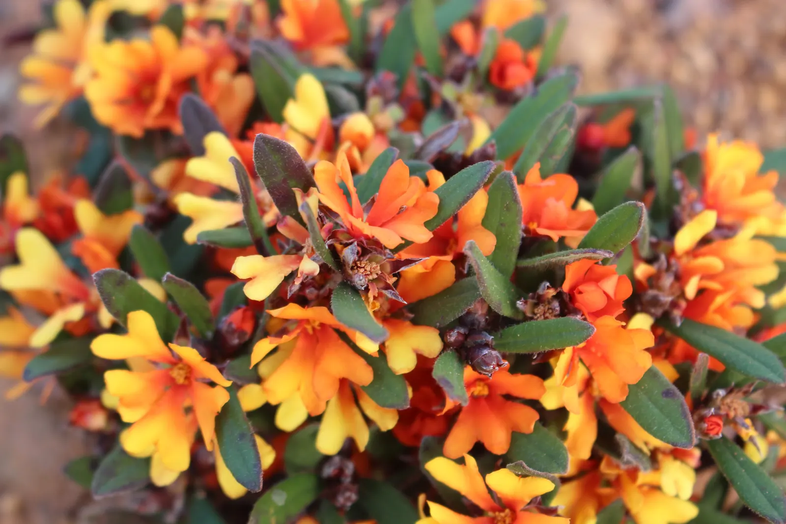 Tecoma Orange Jubilee (Tecoma X 'Orange Jubilee') — It thrives in USDA Hardiness Zones 7 through 11