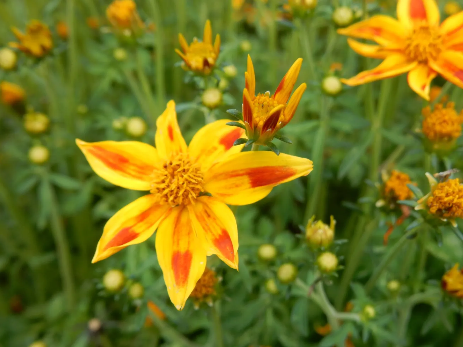 Tecoma Orange Jubilee (Tecoma X 'Orange Jubilee') — The plant typically grows to a size of 8-12 feet tall and wide
