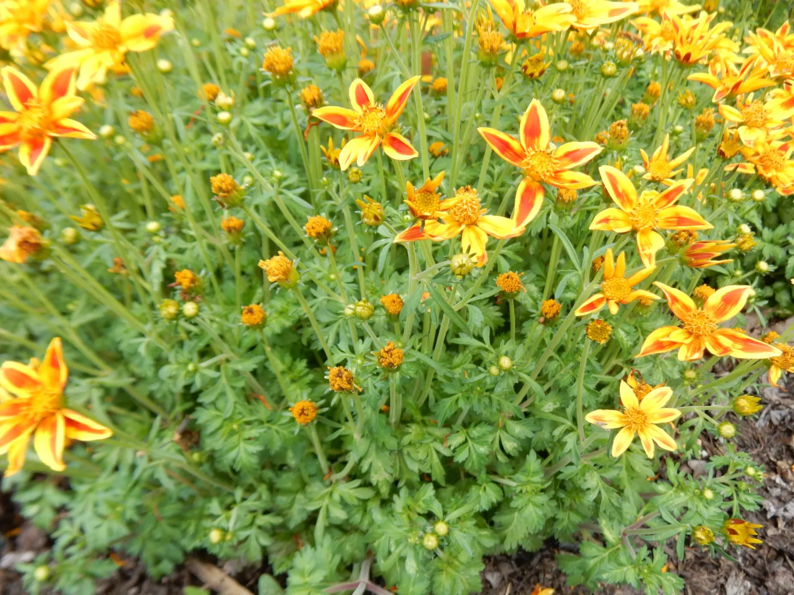 Tecoma Orange Jubilee (Tecoma X 'Orange Jubilee') — commonly referred to as Orange Jubilee