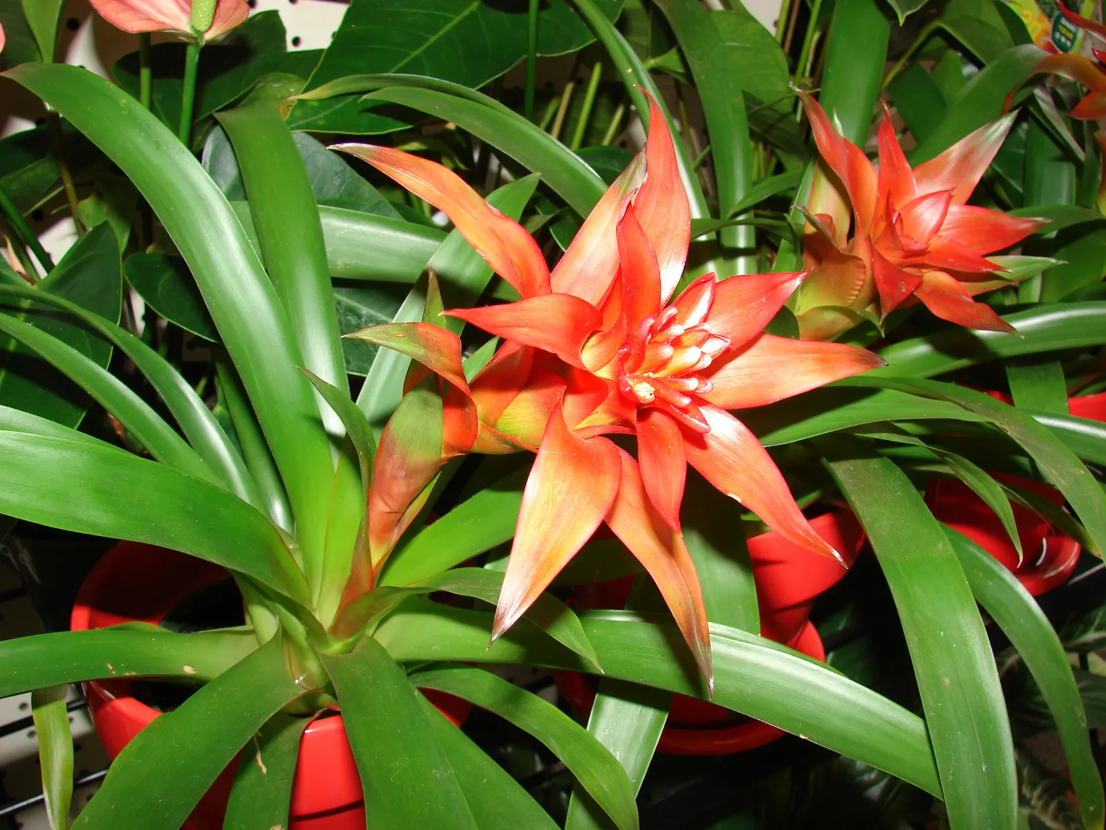 Tecoma Orange Jubilee (Tecoma X 'Orange Jubilee') — Well-suited for warm climates in USDA zones 7-11, it thrives in full sun with moderate water