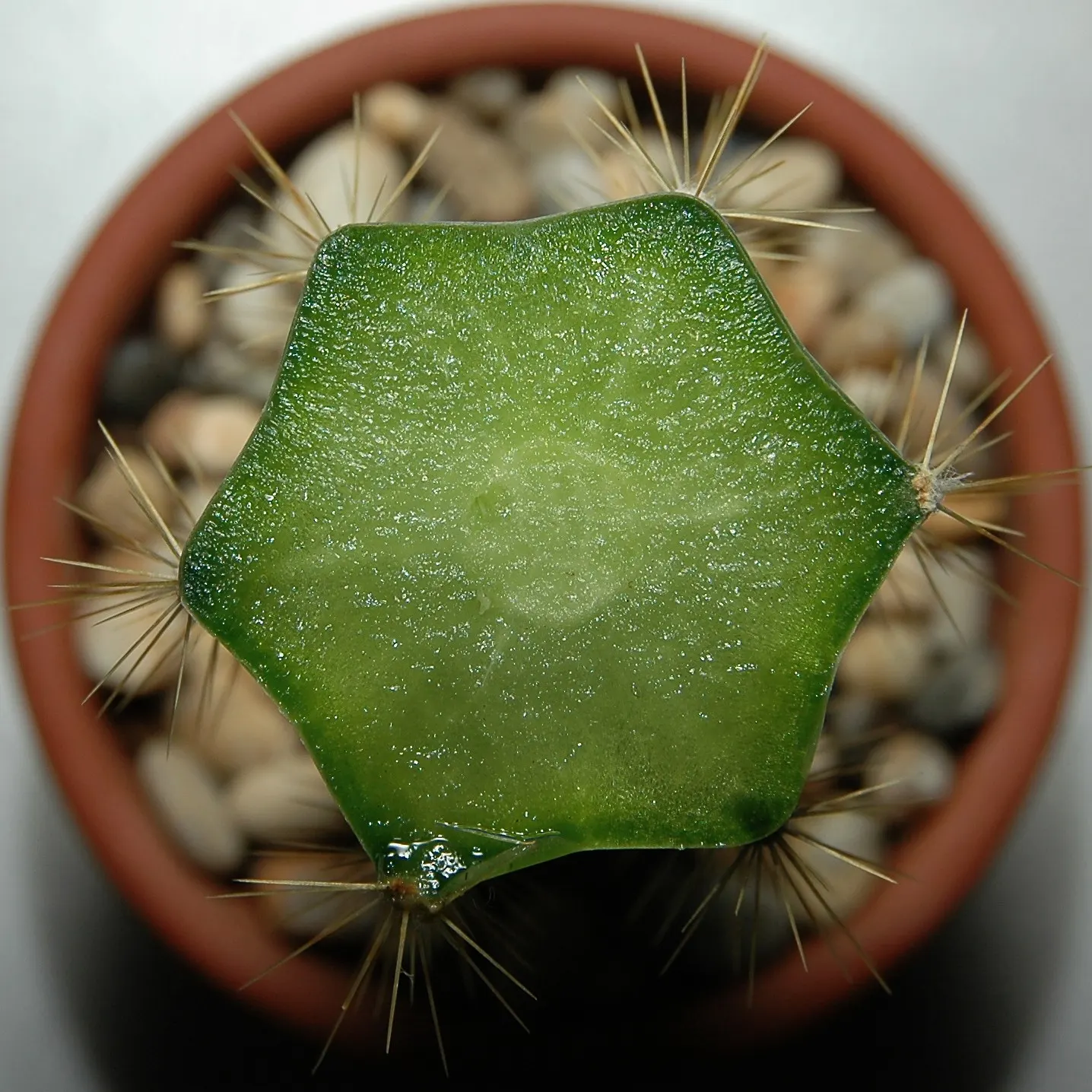 Blue Torch Cactus (Pilosocereus Azureus) — further embellished by a wooly crown that forms atop its slender spires