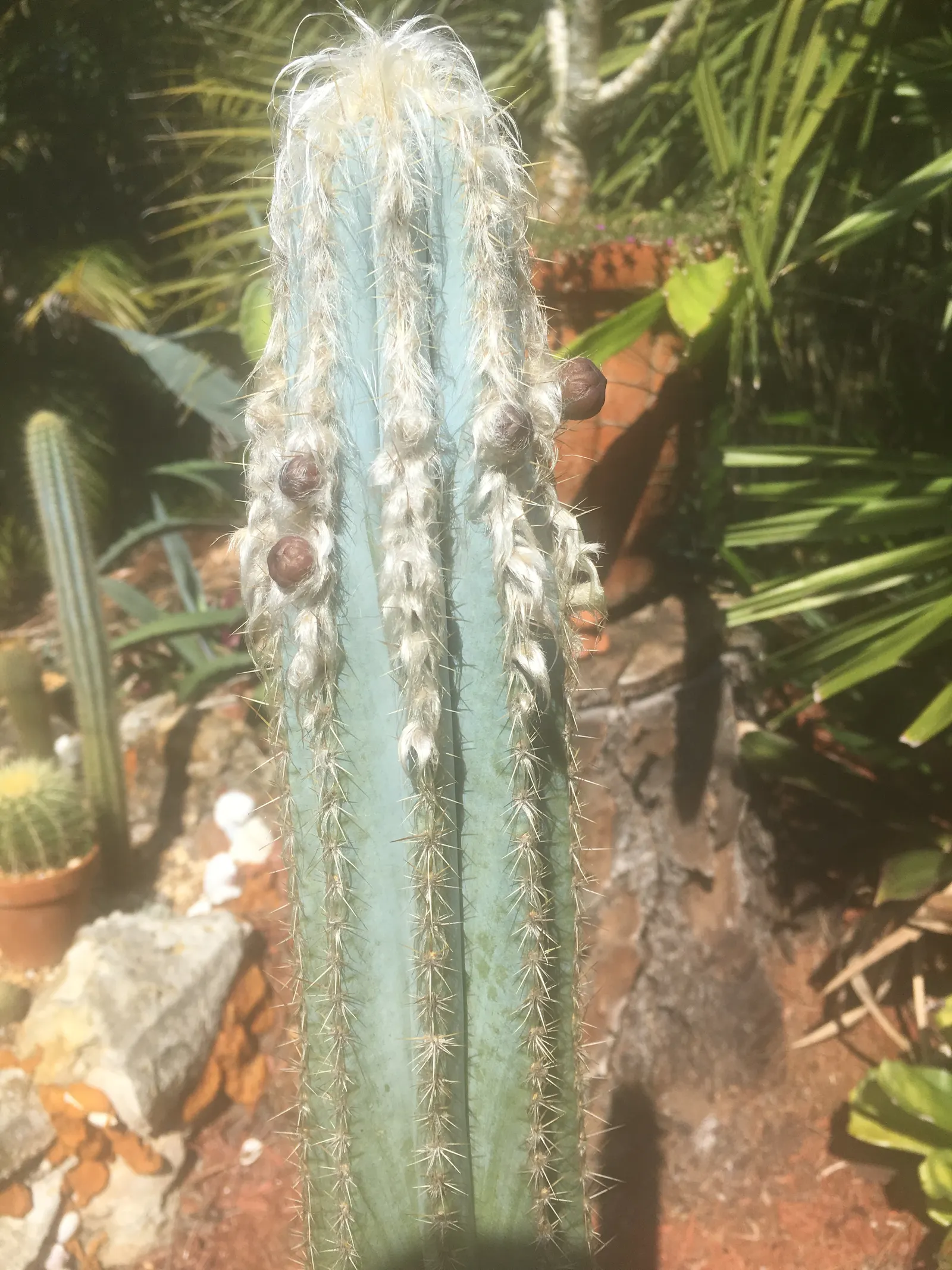 Blue Torch Cactus (Pilosocereus Azureus) — presents a striking addition to any arid or drought-tolerant landscape design; does not detract from its year-round