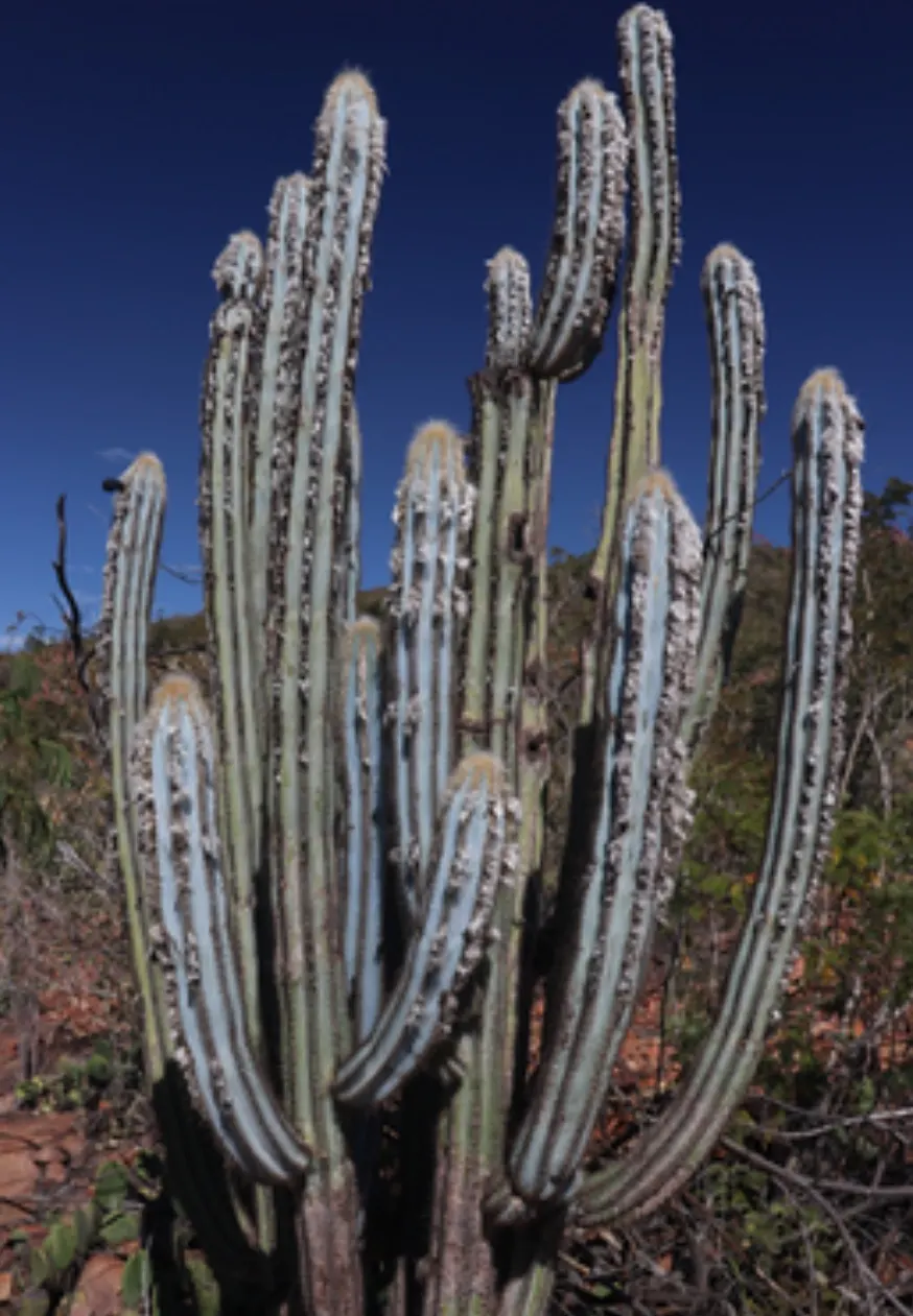 Blue Torch Cactus (Pilosocereus Azureus) — cactus for full