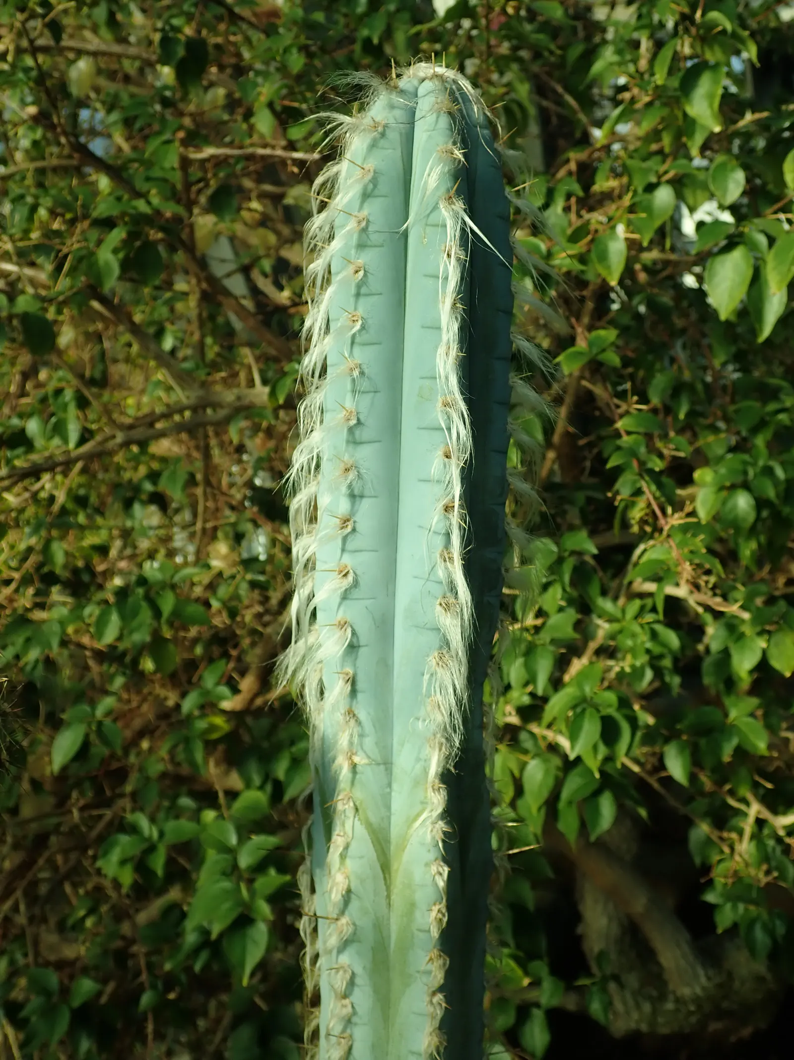Blue Torch Cactus (Pilosocereus Azureus) — the Wooly Blue Spires delights with nocturnal