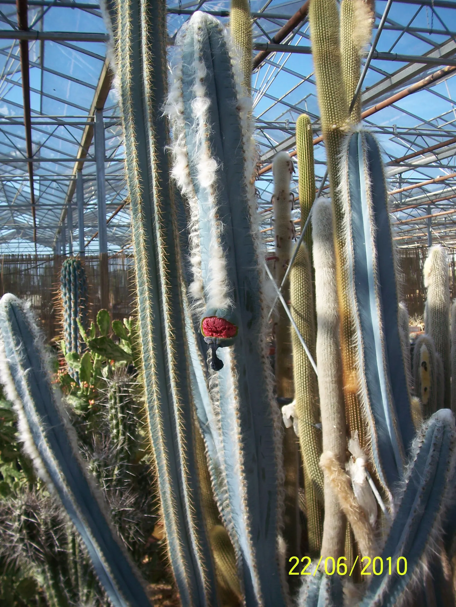 Blue Torch Cactus (Pilosocereus Azureus) — with its natural ability to draw admiration through its unique characteristics; offering a dramatic vertical element