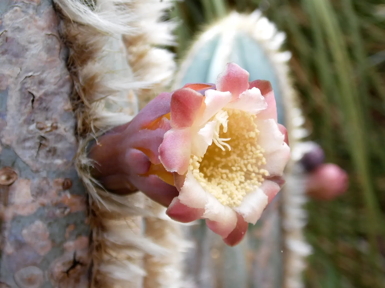 Blue Torch Cactus (Pilosocereus Azureus) — does not detract from its year-round visual appeal