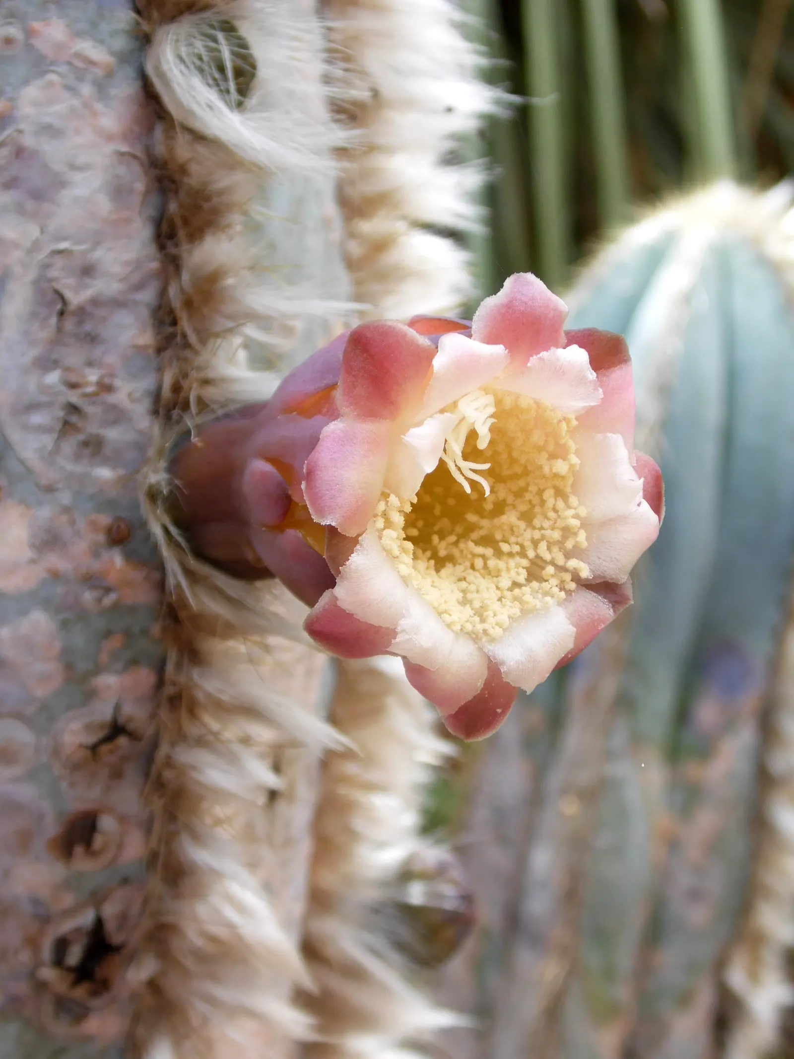 Blue Torch Cactus (Pilosocereus Azureus) — full-sun species requires well-draining soil; wooly Blue Spires (Pilosocereus azureus) is an exotic columnar cactus