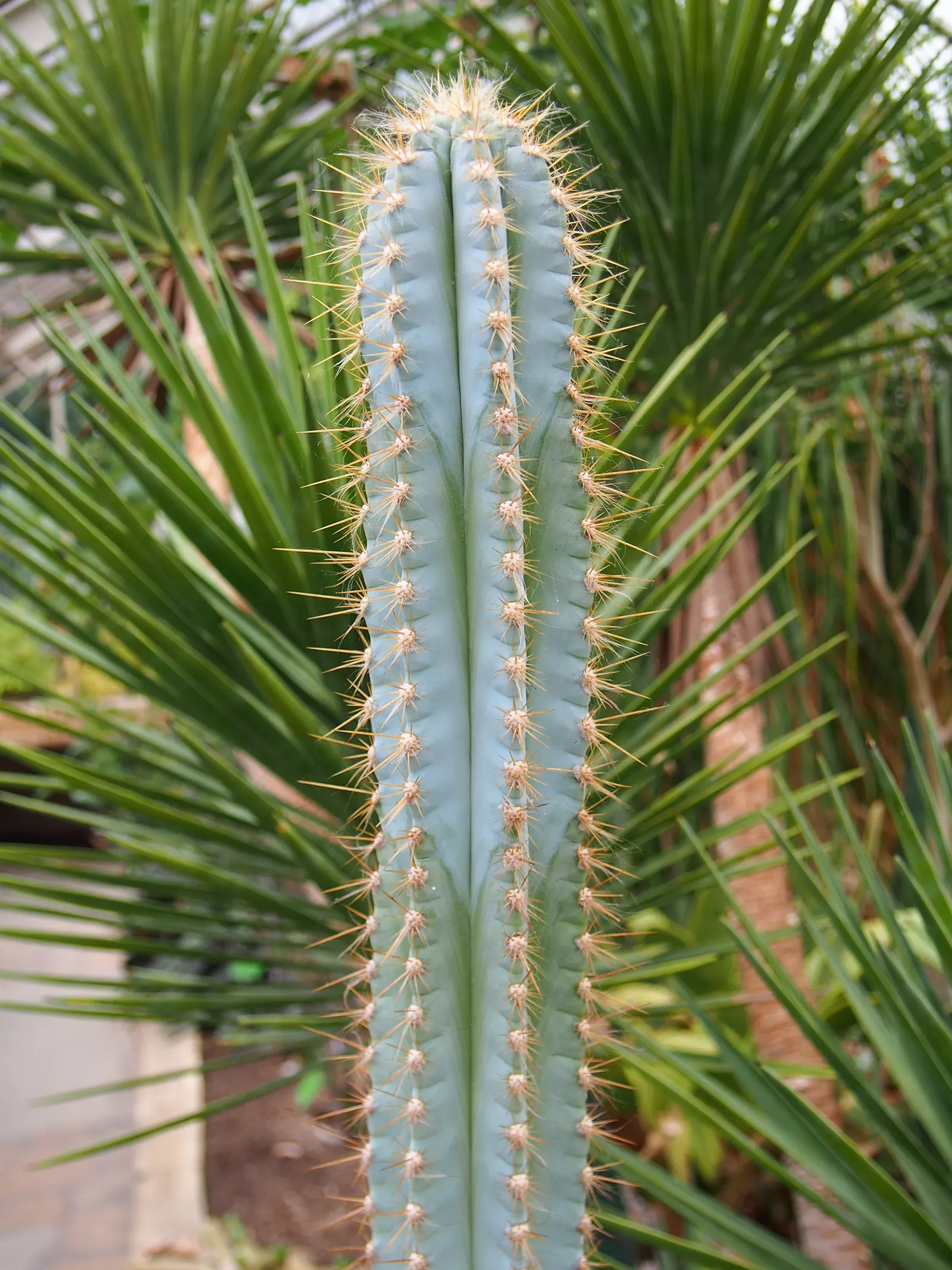Blue Torch Cactus (Pilosocereus Azureus) — often composed of sand or gritty materials for maximum effect