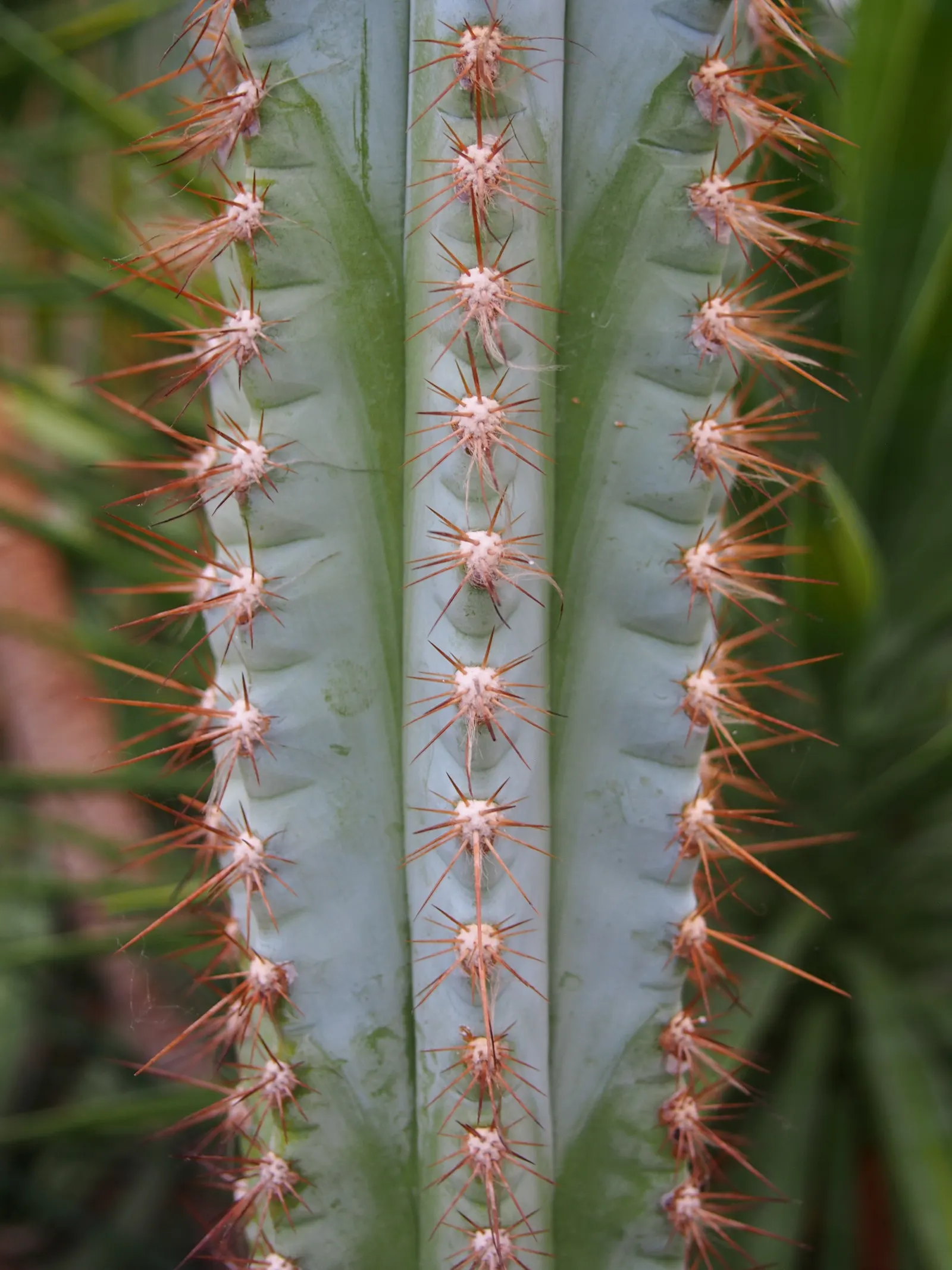 Blue Torch Cactus (Pilosocereus Azureus) — white or pale pink flowers