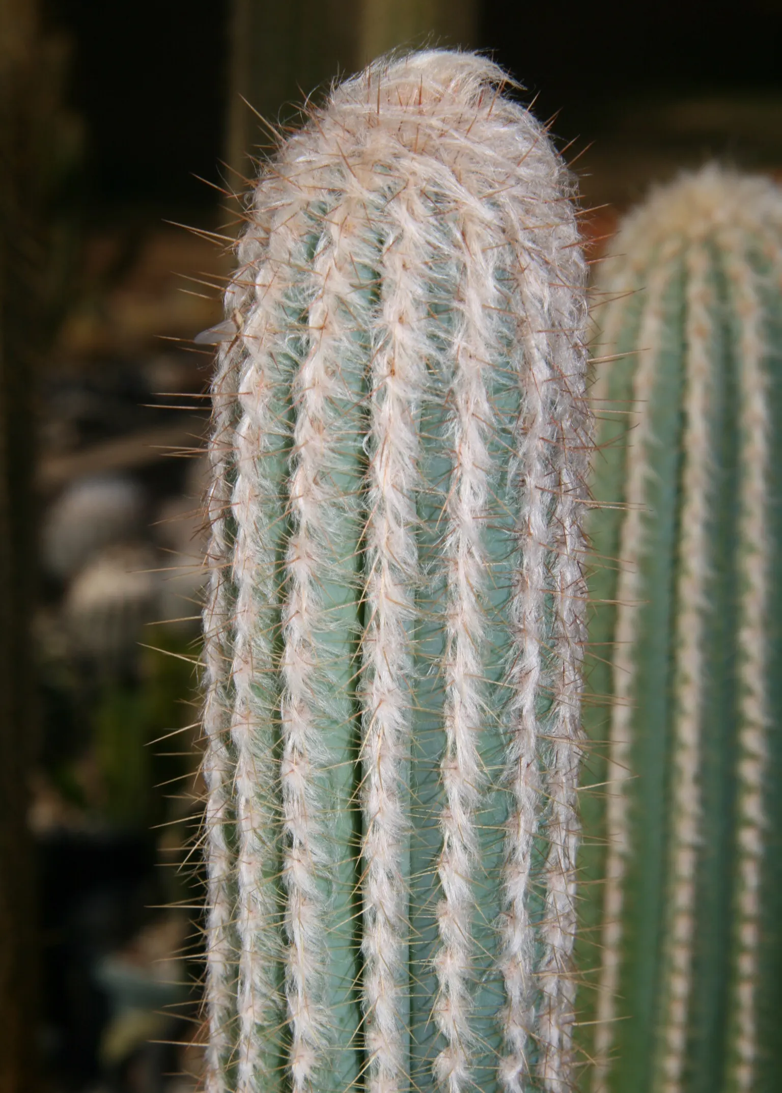Blue Torch Cactus (Pilosocereus Azureus) — With a temperature tolerance no lower than 30&deg;F; its woolly areoles and nocturnal, white flowers add interest