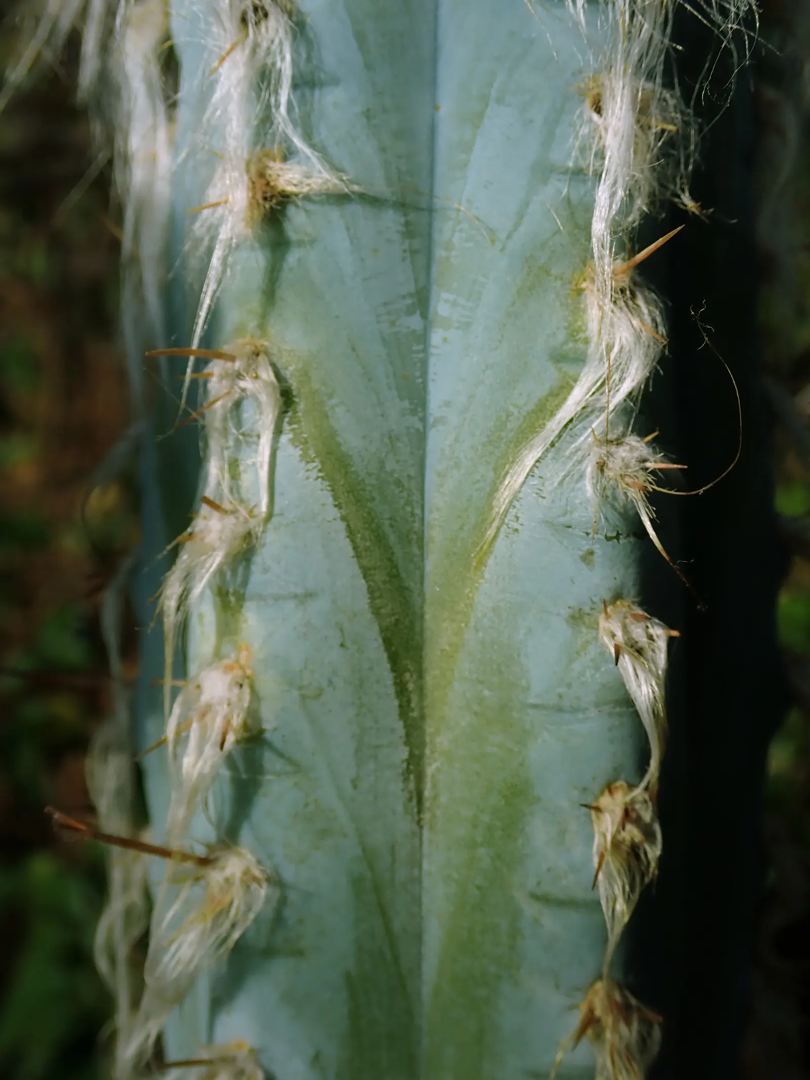 Blue Torch Cactus (Pilosocereus Azureus) — can eventually tower at an impressive height of 10 to 30 feet; this plant's vertical presence offers a sculptural