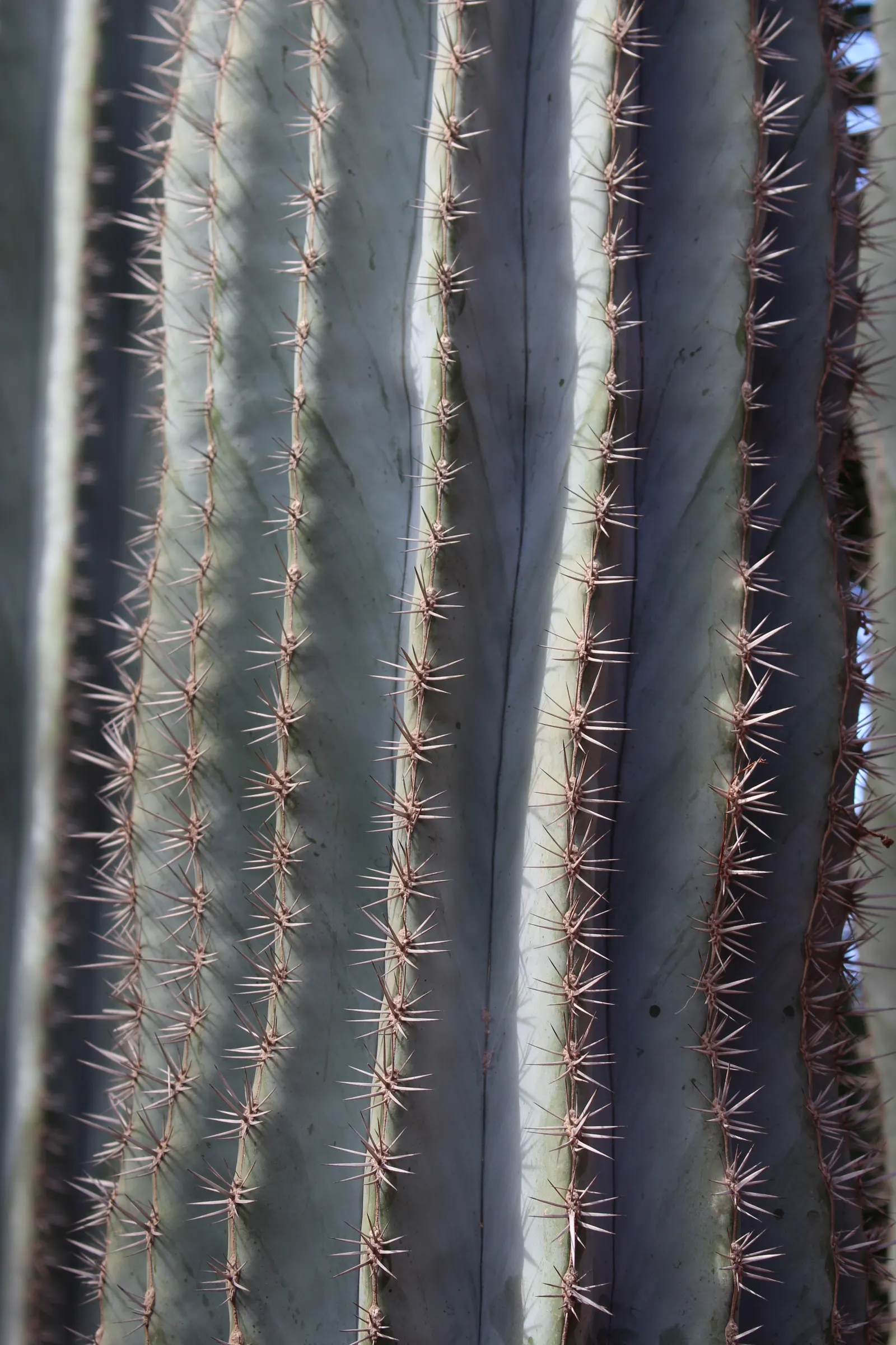 Blue Torch Cactus (Pilosocereus Azureus) — With a temperature tolerance no lower than 30&deg;F