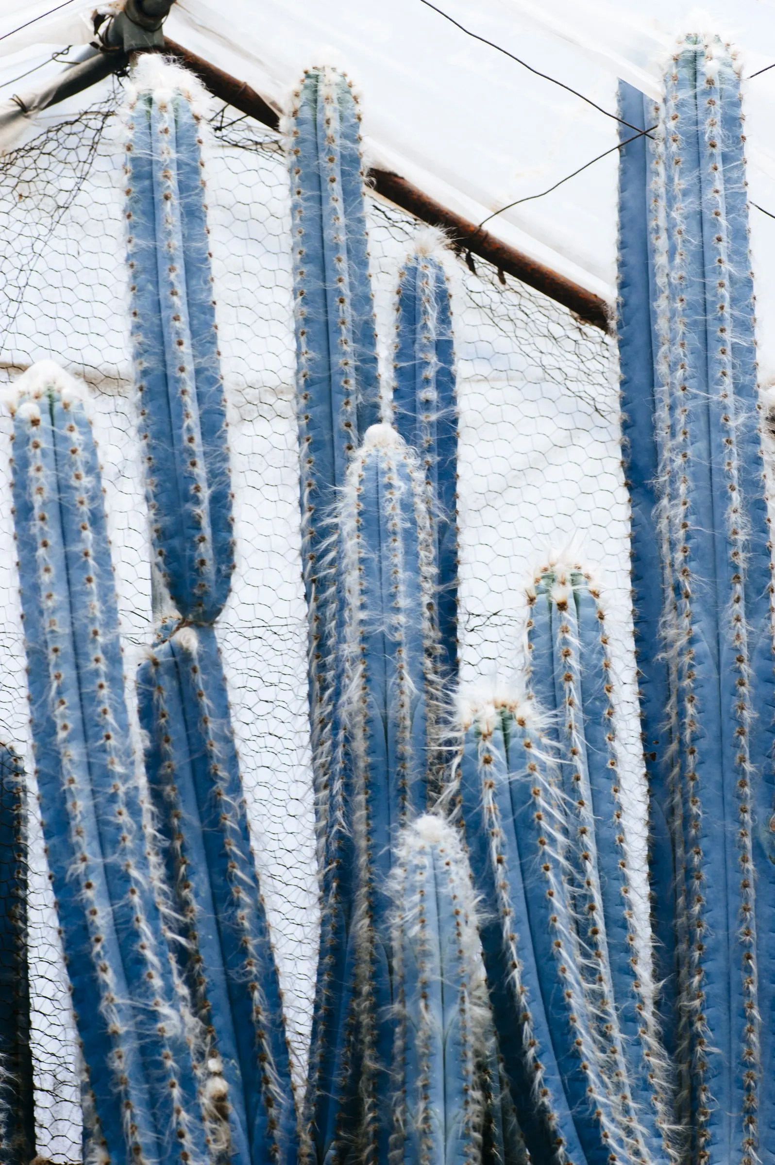 Blue Torch Cactus (Pilosocereus Azureus) — Known for its silver-blue skin which glows against the sun's rays; powdery blue stems that reach up to 33 feet tall