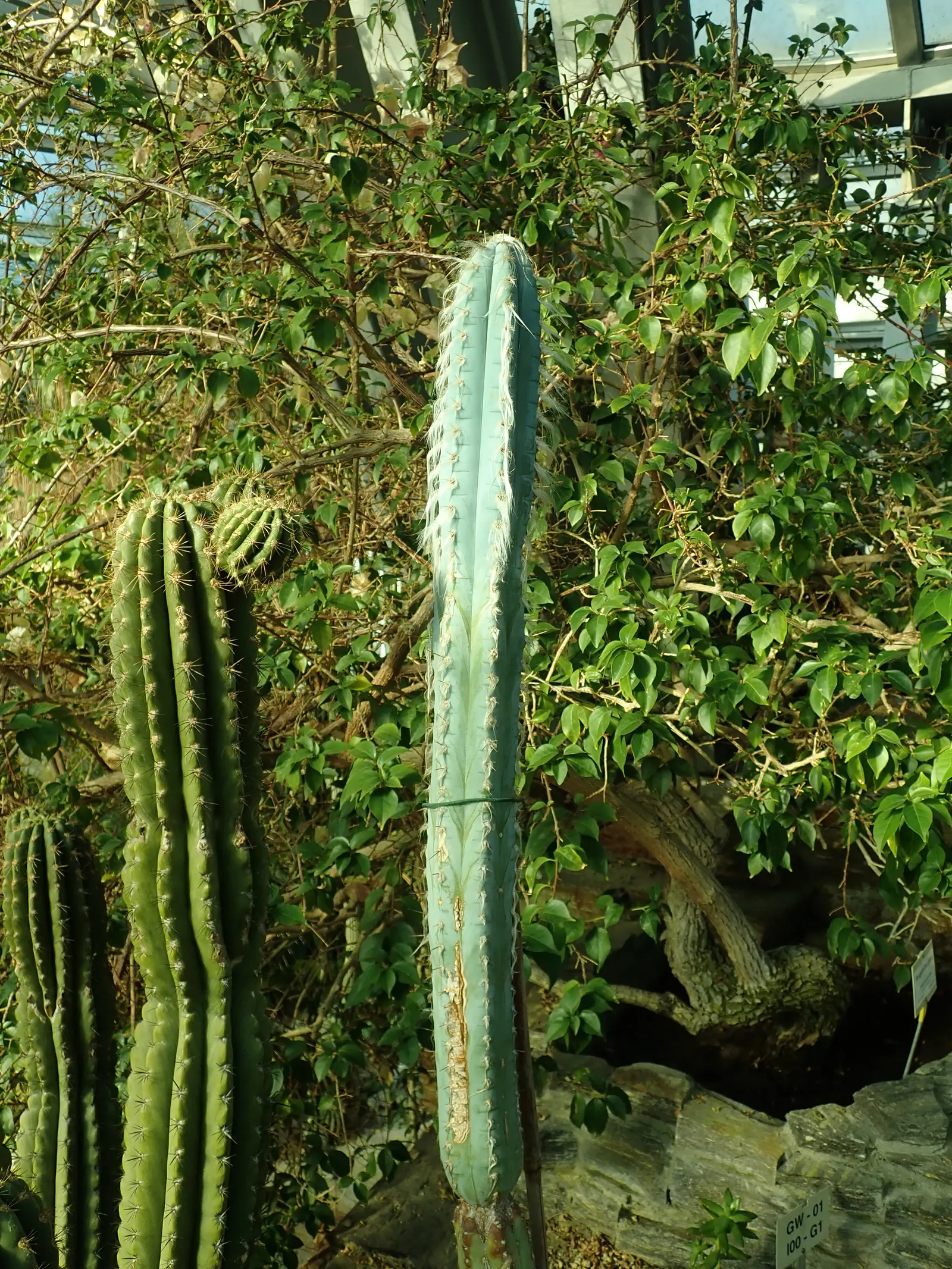 Blue Torch Cactus (Pilosocereus Azureus) — in keeping with its drought-tolerant nature; scientifically named Pilosocereus azureus