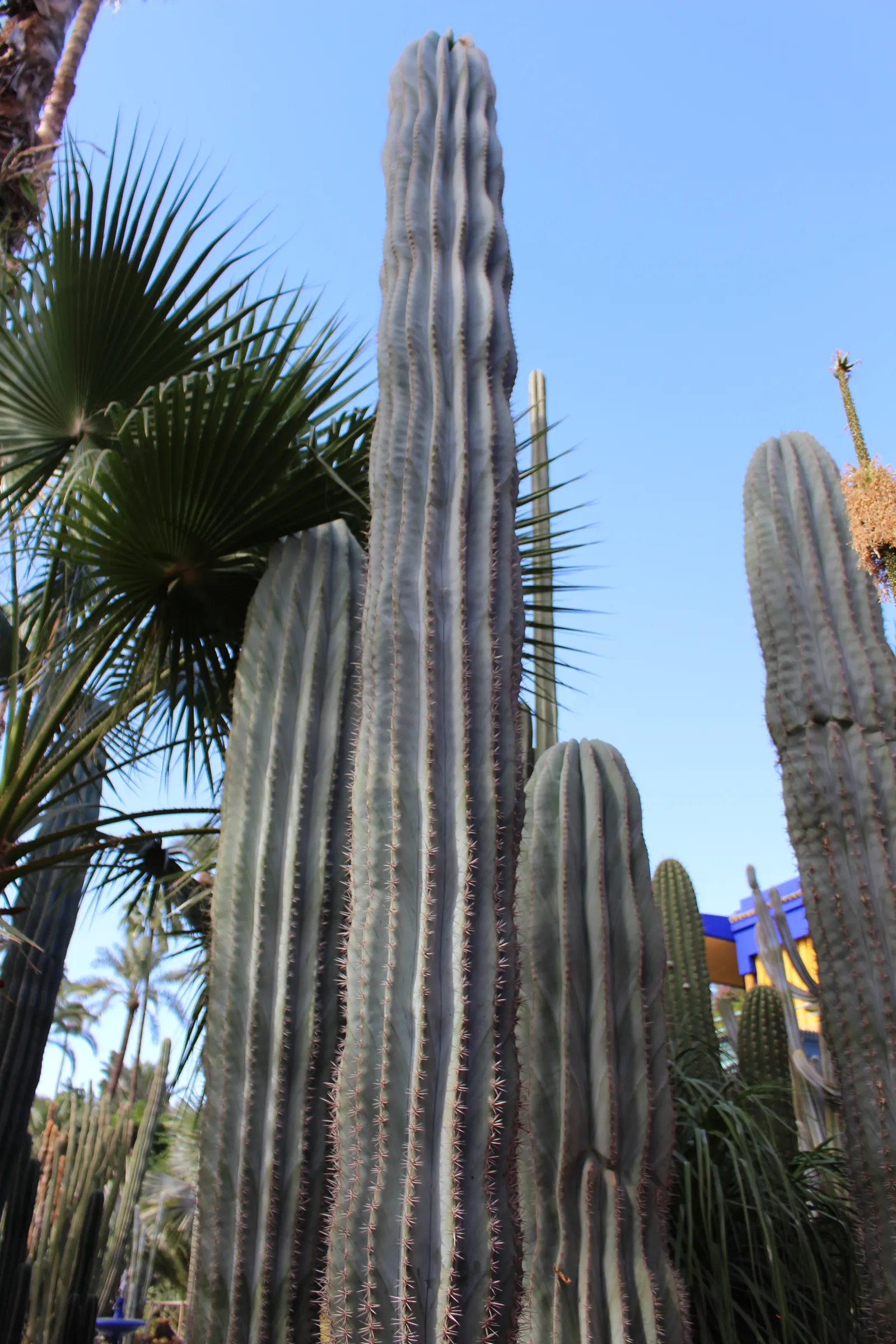 Blue Torch Cactus (Pilosocereus Azureus) — powdery blue stems that reach up to 33 feet tall with a diameter of 4-6 inches; known for its silver-blue skin which