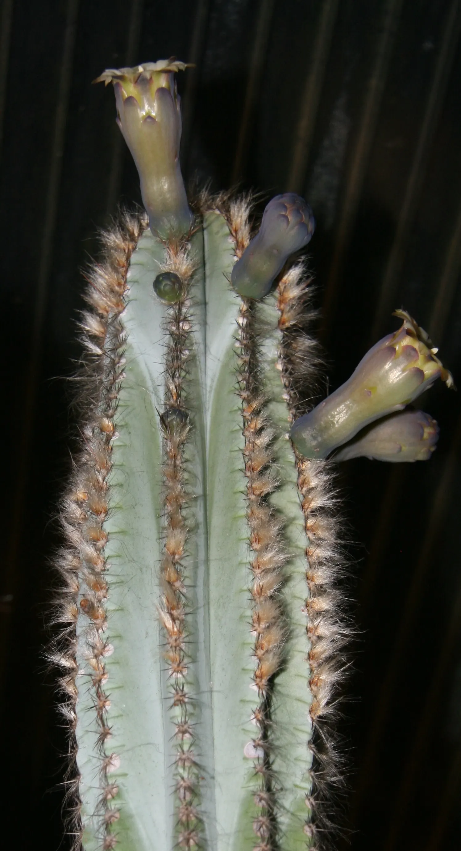 Blue Torch Cactus (Pilosocereus Azureus) — offering a dramatic vertical element to xeriscapes and dry gardens; with its natural ability to draw admiration