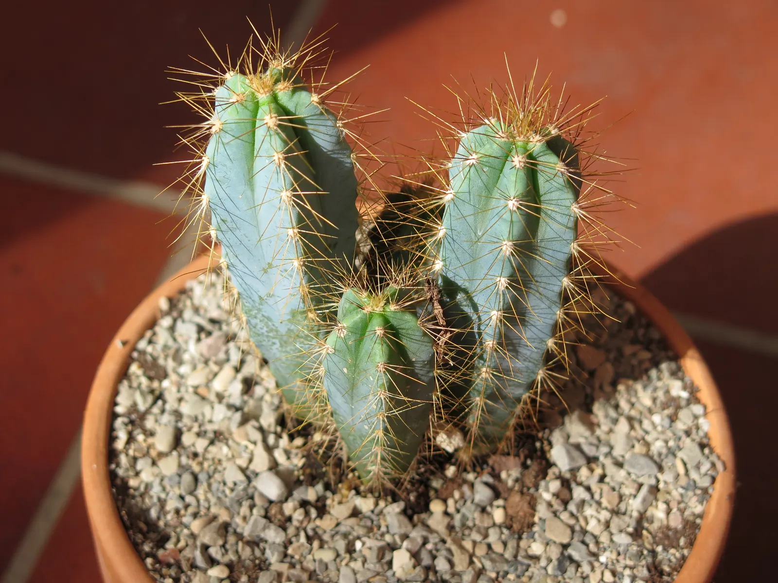 Blue Torch Cactus (Pilosocereus Azureus) — Pilosocereus azureus thrives in full sunlight and requires minimal water once established