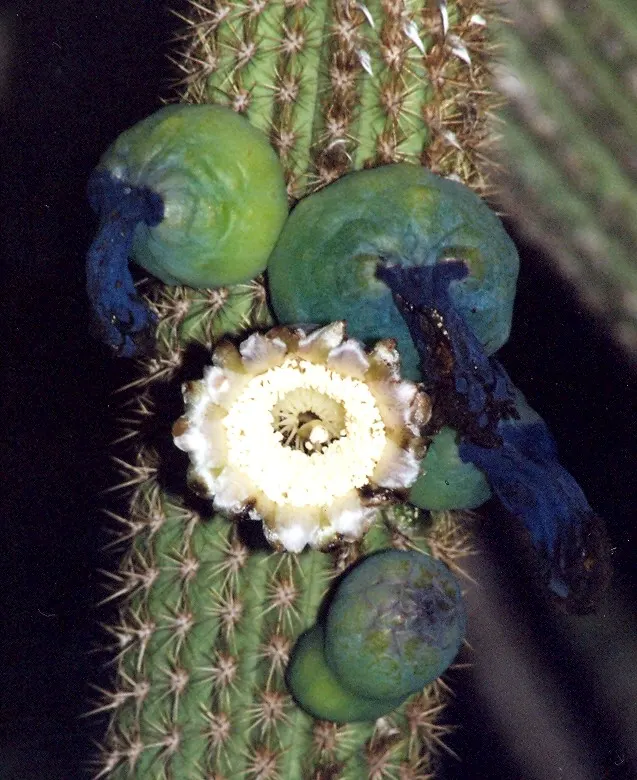 Blue Torch Cactus (Pilosocereus Azureus) — scientifically named Pilosocereus azureus; in keeping with its drought-tolerant nature
