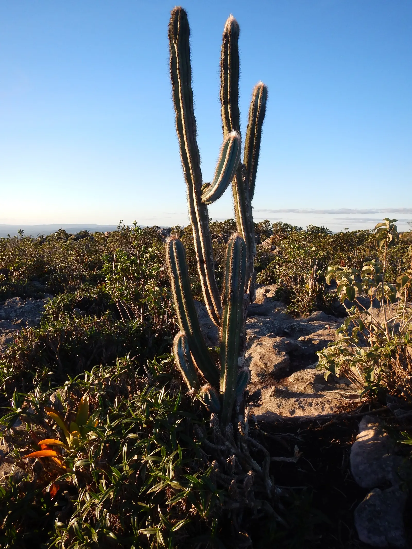Blue Torch Cactus (Pilosocereus Azureus) — often composed of sand or gritty materials for maximum effect; white or pale pink flowers