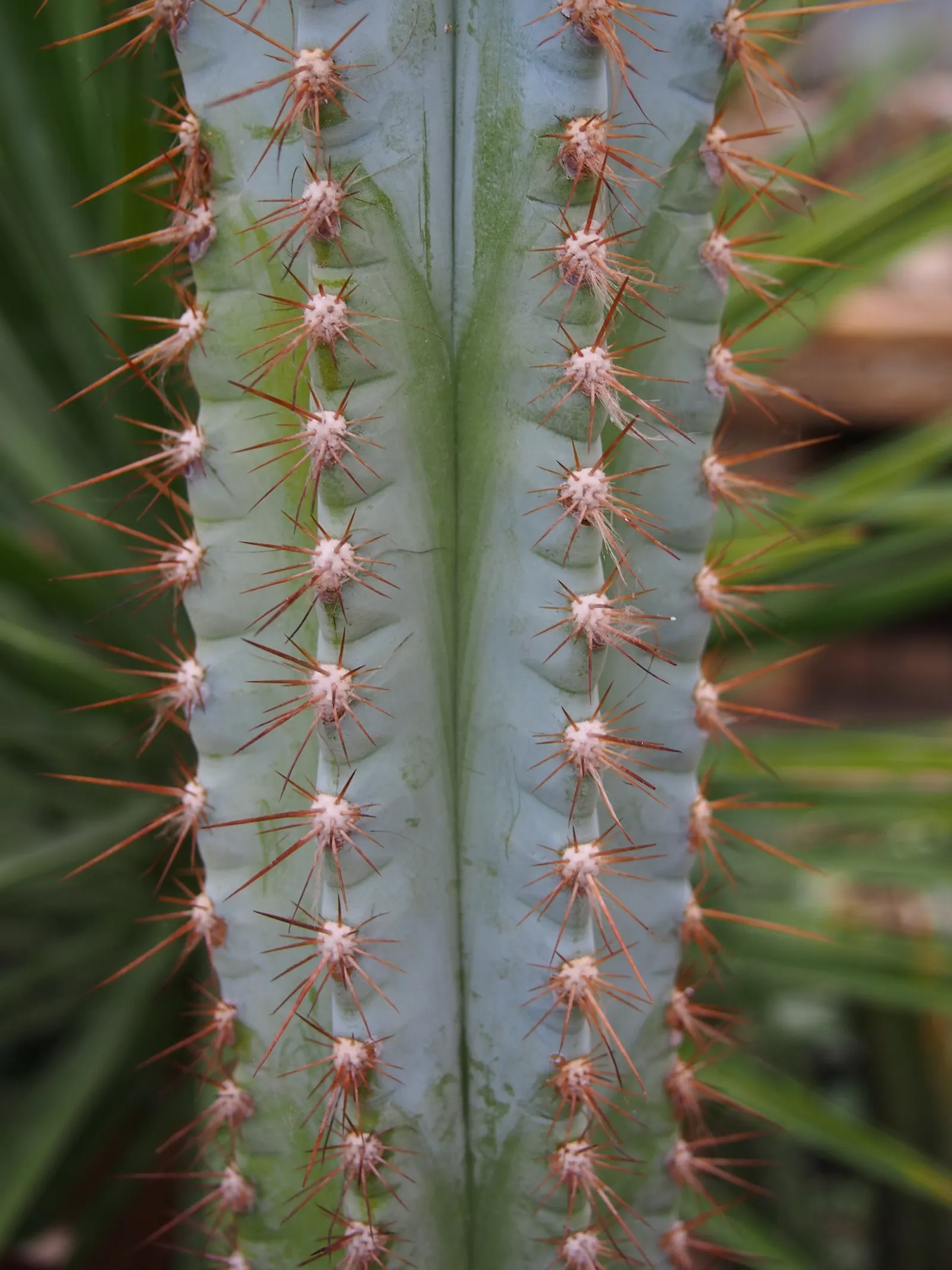 Blue Torch Cactus (Pilosocereus Azureus) — providing a charismatic focal point or a striking backdrop for the landscape's composition