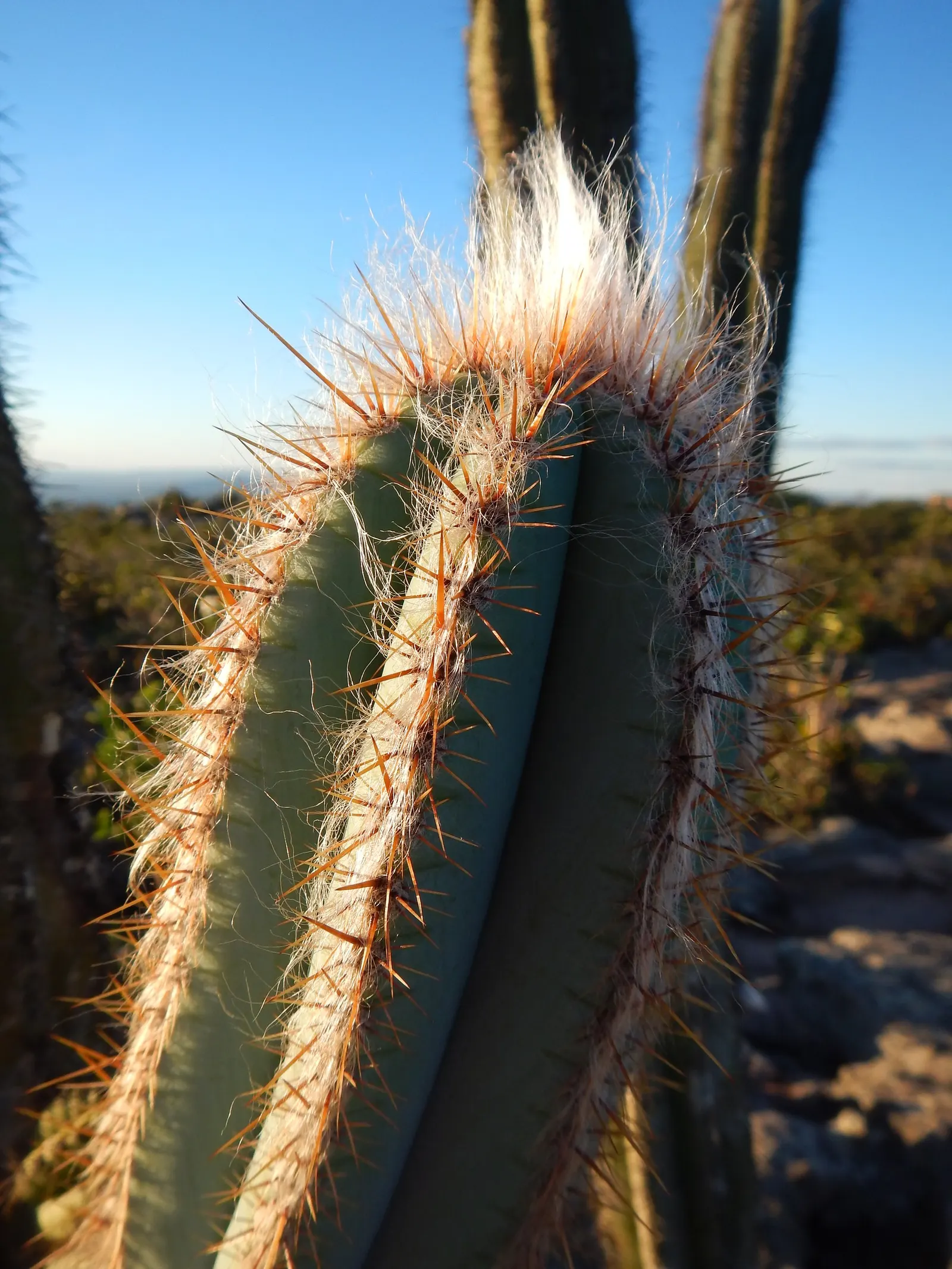 Blue Torch Cactus (Pilosocereus Azureus) — this plant's vertical presence offers a sculptural element that contrasts beautifully with softer; can eventually