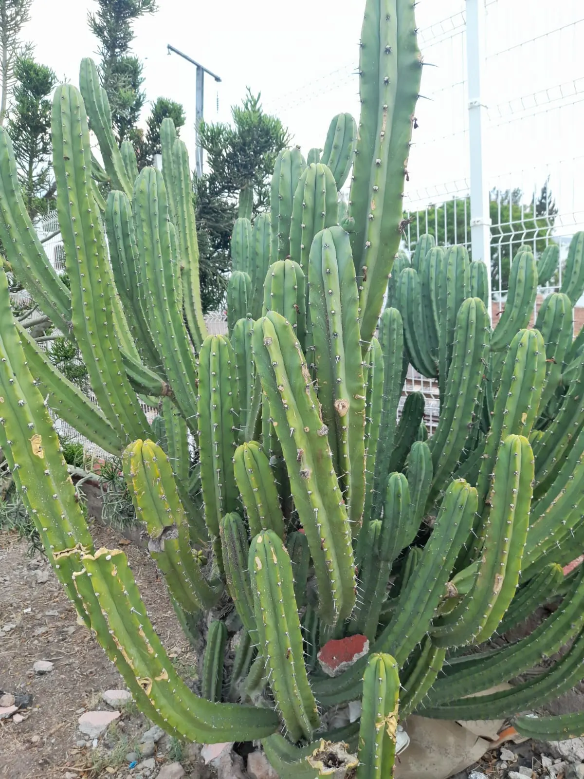 Blue Torch Cactus (Pilosocereus Azureus) — Its woolly areoles and nocturnal, white flowers add interest, with potential blooms from young at about 6 feet; with