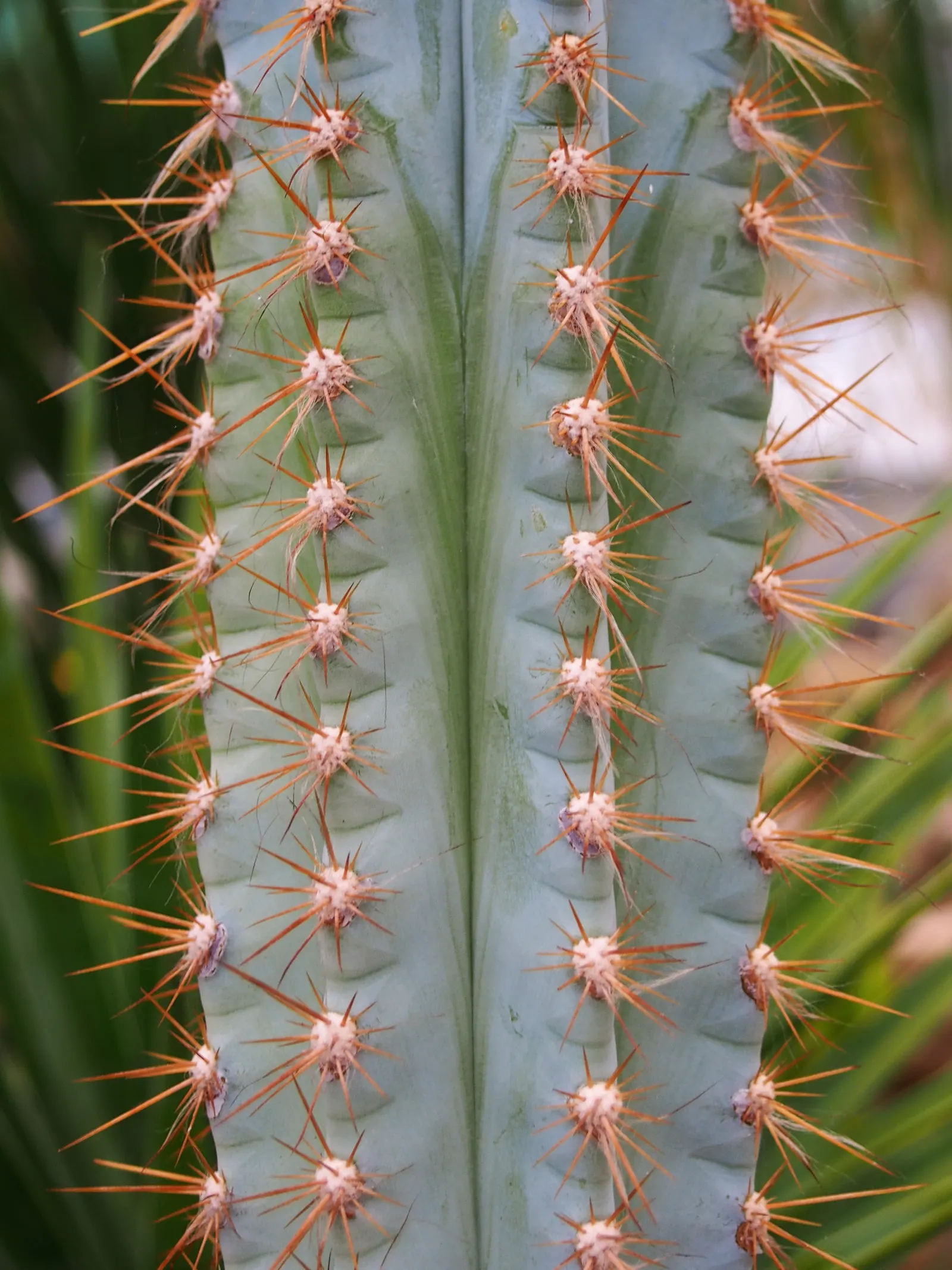 Blue Torch Cactus (Pilosocereus Azureus) — A well-draining soil is essential to prevent root rot