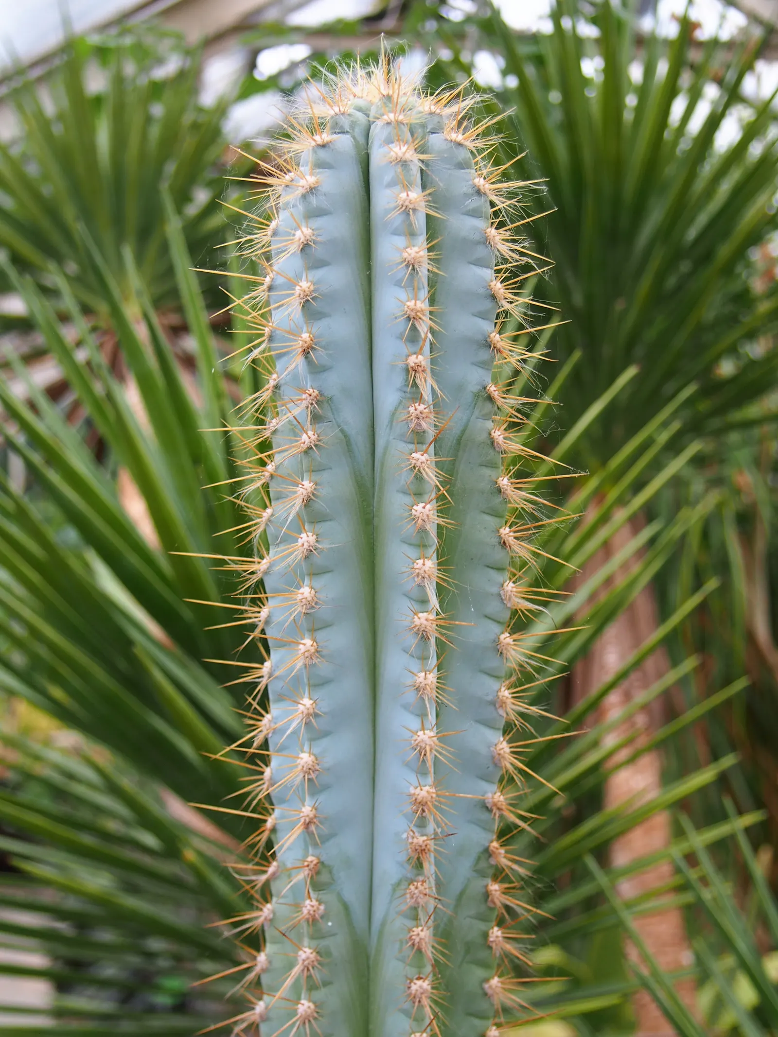 Blue Torch Cactus (Pilosocereus Azureus) — in keeping with its drought-tolerant nature
