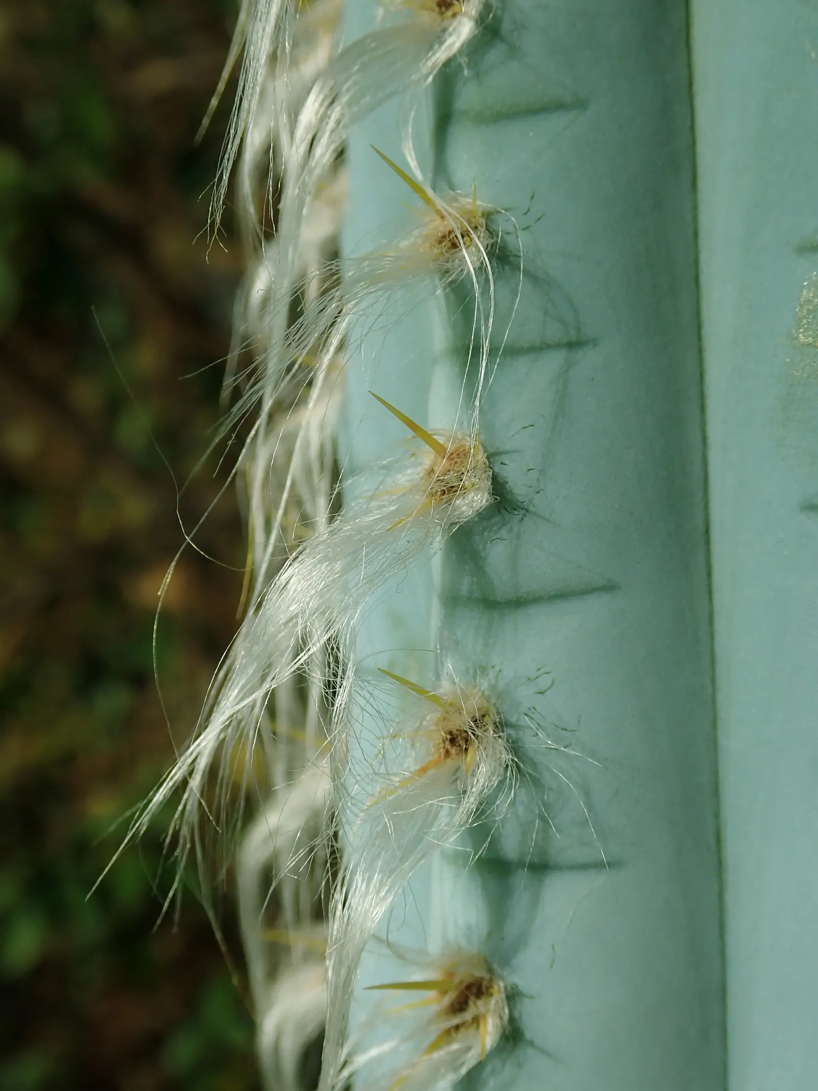 Blue Torch Cactus (Pilosocereus Azureus) — A well-draining soil is essential to prevent root rot; lower-growing foliage and flowering plants.<br><br>Hardy in