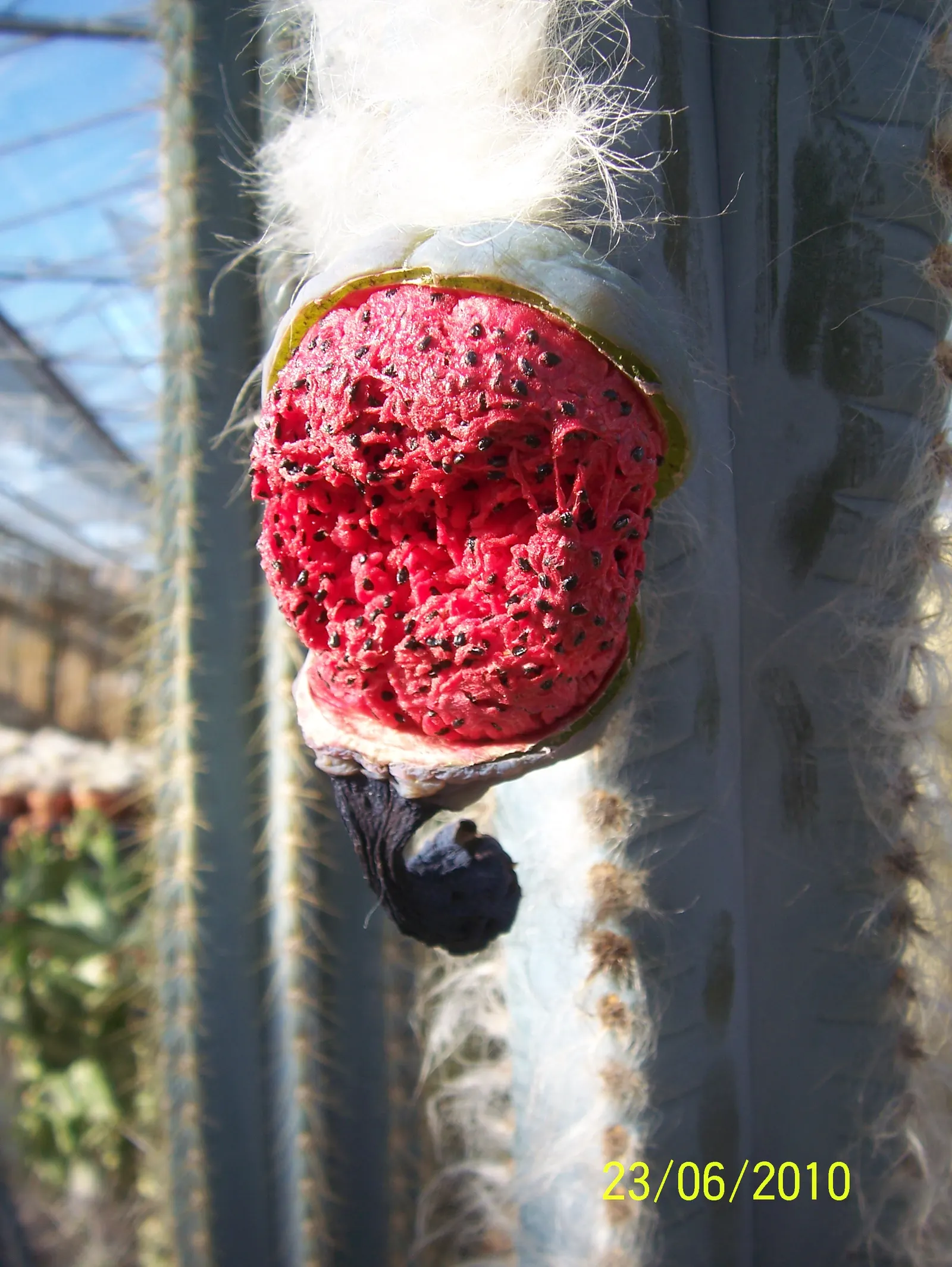 Blue Torch Cactus (Pilosocereus Azureus) — lower-growing foliage and flowering plants.<br><br>Hardy in USDA zones 9 to 11