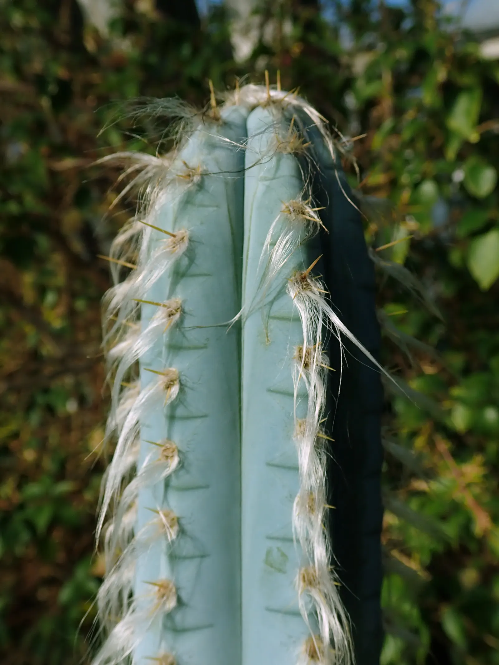 Blue Torch Cactus (Pilosocereus Azureus) — lower-growing foliage and flowering plants.<br><br>Hardy in USDA zones 9 to 11; a well-draining soil is essential to