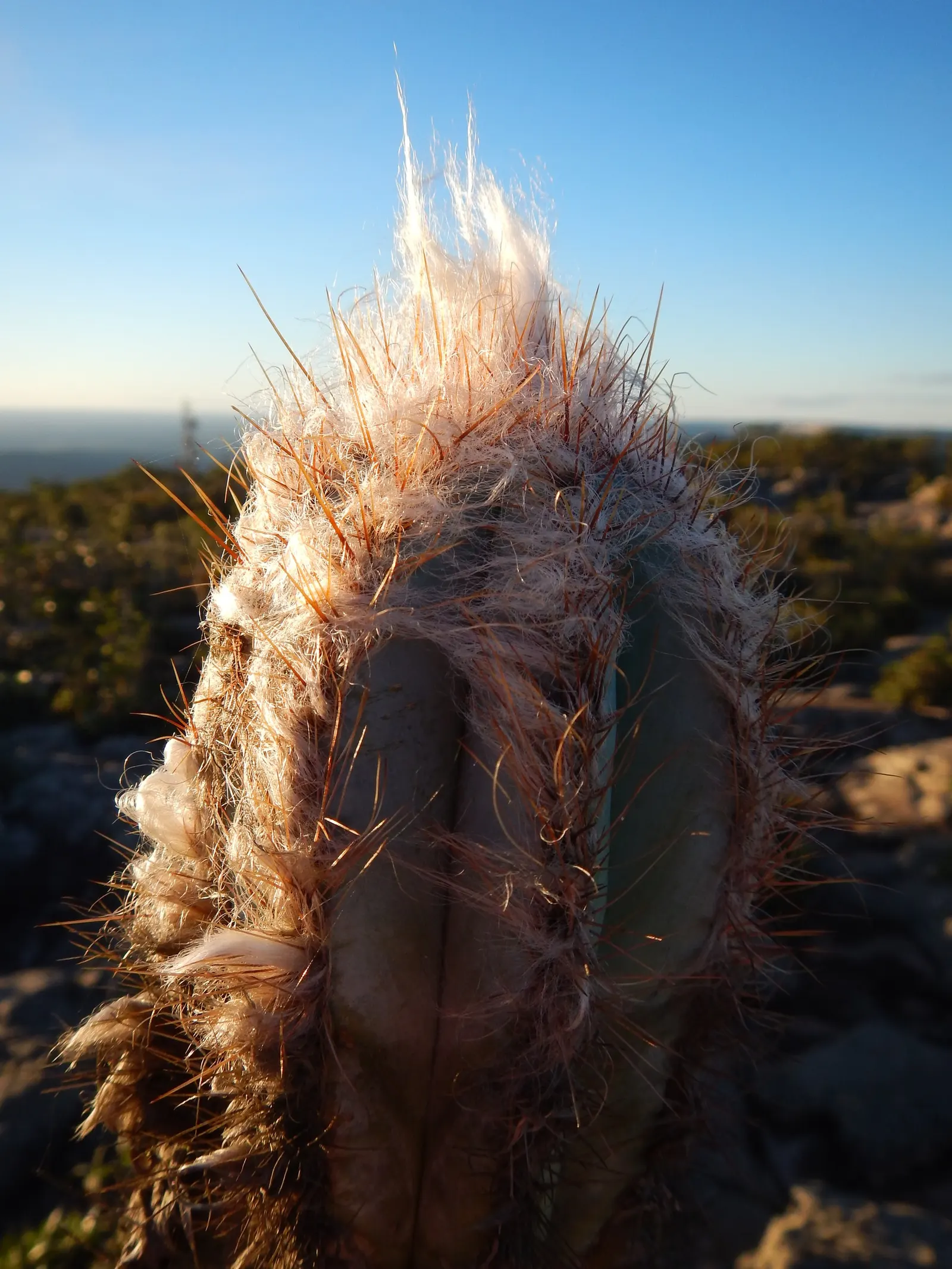 Blue Torch Cactus (Pilosocereus Azureus) — Pilosocereus azureus thrives in full sunlight and requires minimal water once established; providing a charismatic