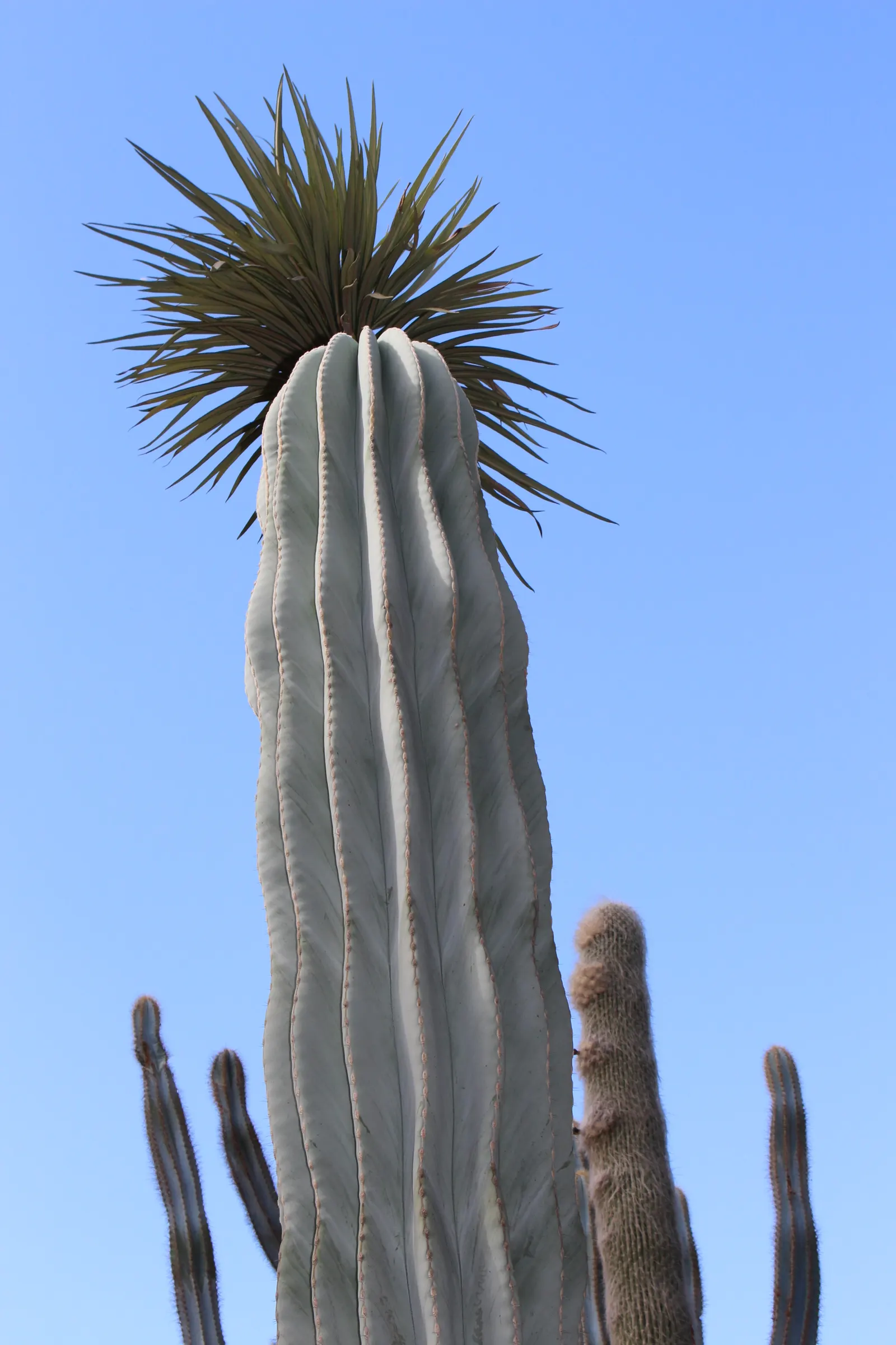 Blue Torch Cactus (Pilosocereus Azureus) — Wooly Blue Spires (Pilosocereus azureus) is an exotic columnar cactus; full-sun species requires well-draining soil