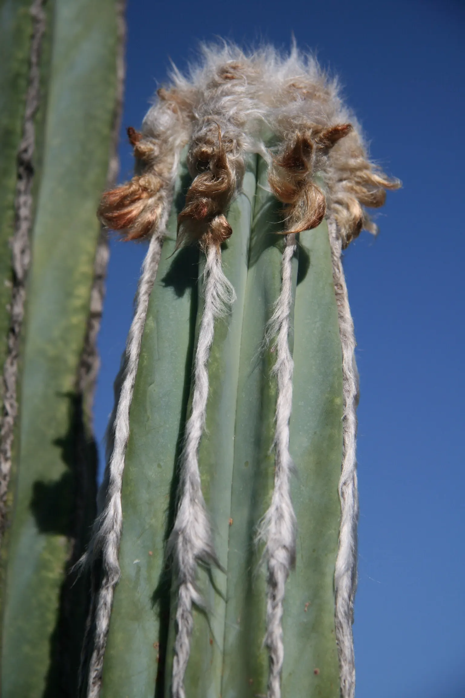 Blue Torch Cactus (Pilosocereus Azureus) — white or pale pink flowers; often composed of sand or gritty materials for maximum effect