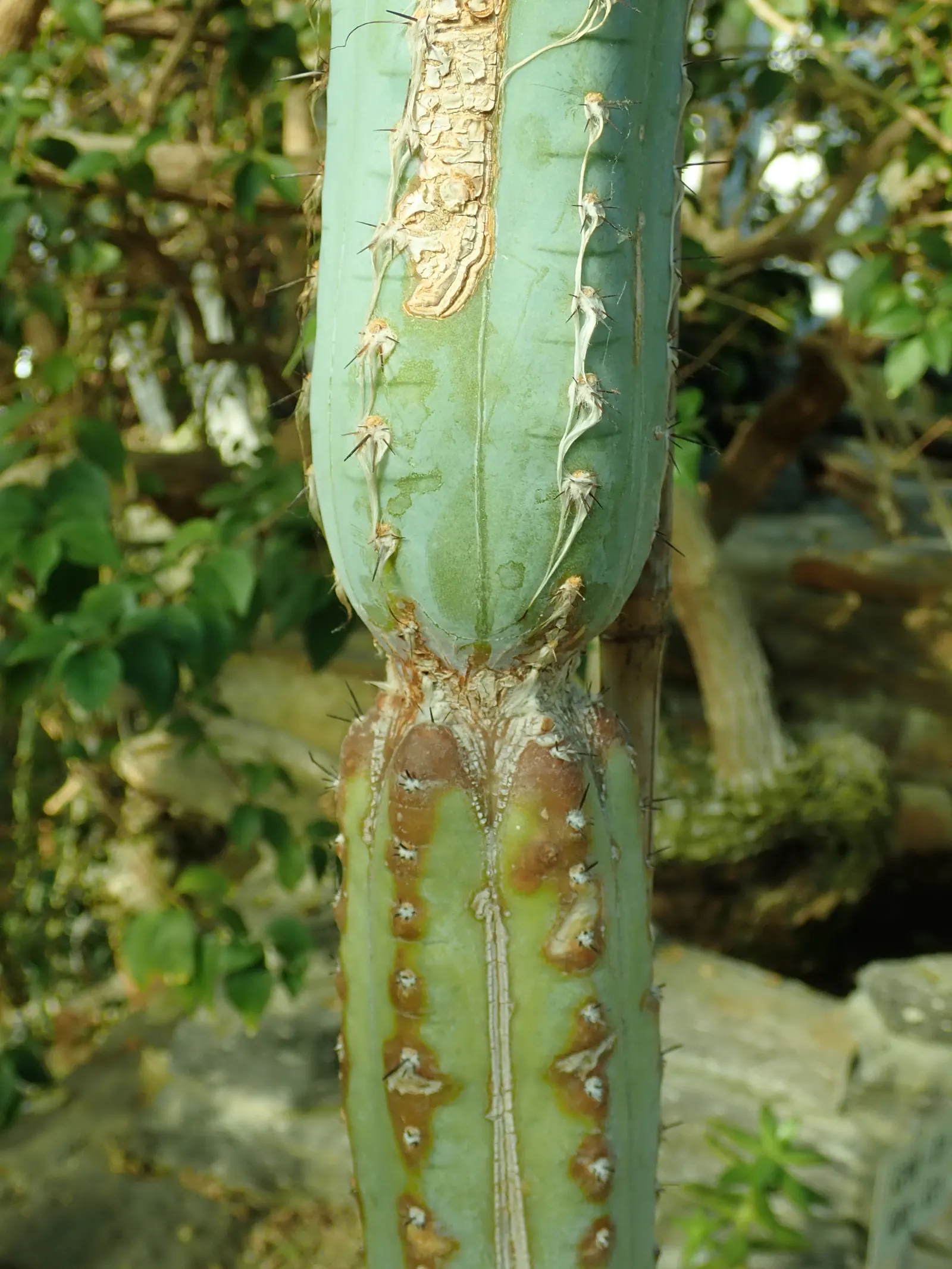 Blue Torch Cactus (Pilosocereus Azureus) — with a 4 to 6-inch diameter; the Wooly Blue Spires delights with nocturnal