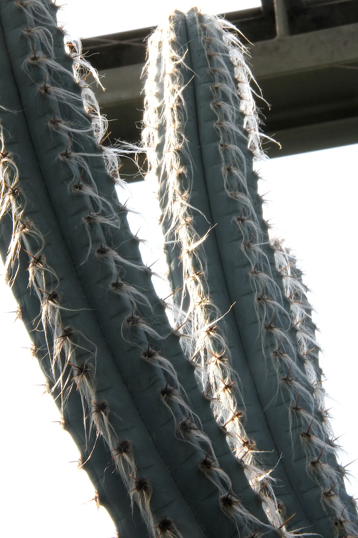Blue Torch Cactus (Pilosocereus Azureus) — presents a striking addition to any arid or drought-tolerant landscape design