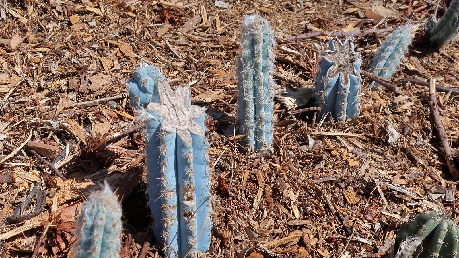 Blue Torch Cactus (Pilosocereus Azureus) — Known for its silver-blue skin which glows against the sun's rays
