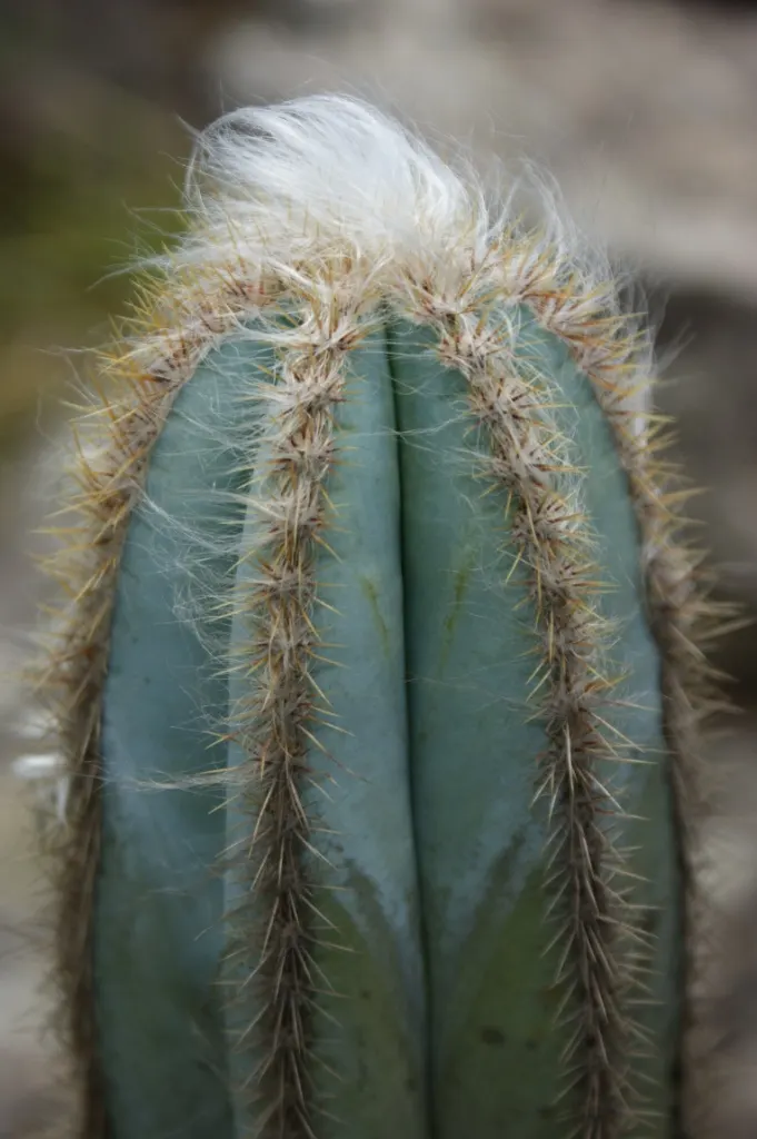 Blue Torch Cactus (Pilosocereus Azureus) — with its natural ability to draw admiration through its unique characteristics