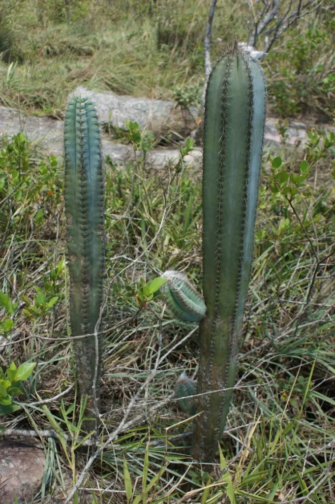 Blue Torch Cactus (Pilosocereus Azureus) — scientifically named Pilosocereus azureus