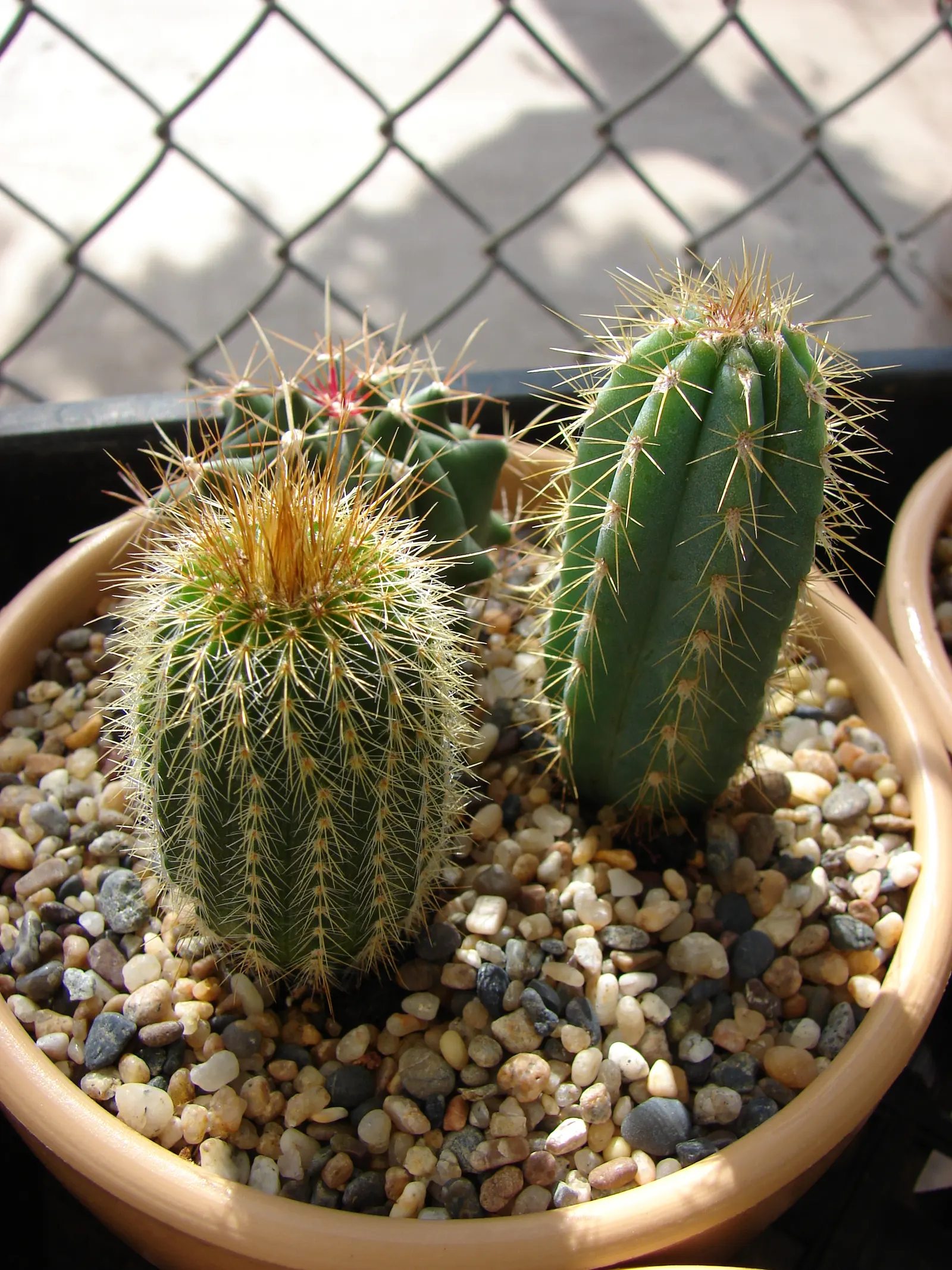 Blue Torch Cactus (Pilosocereus Azureus) — this plant's vertical presence offers a sculptural element that contrasts beautifully with softer
