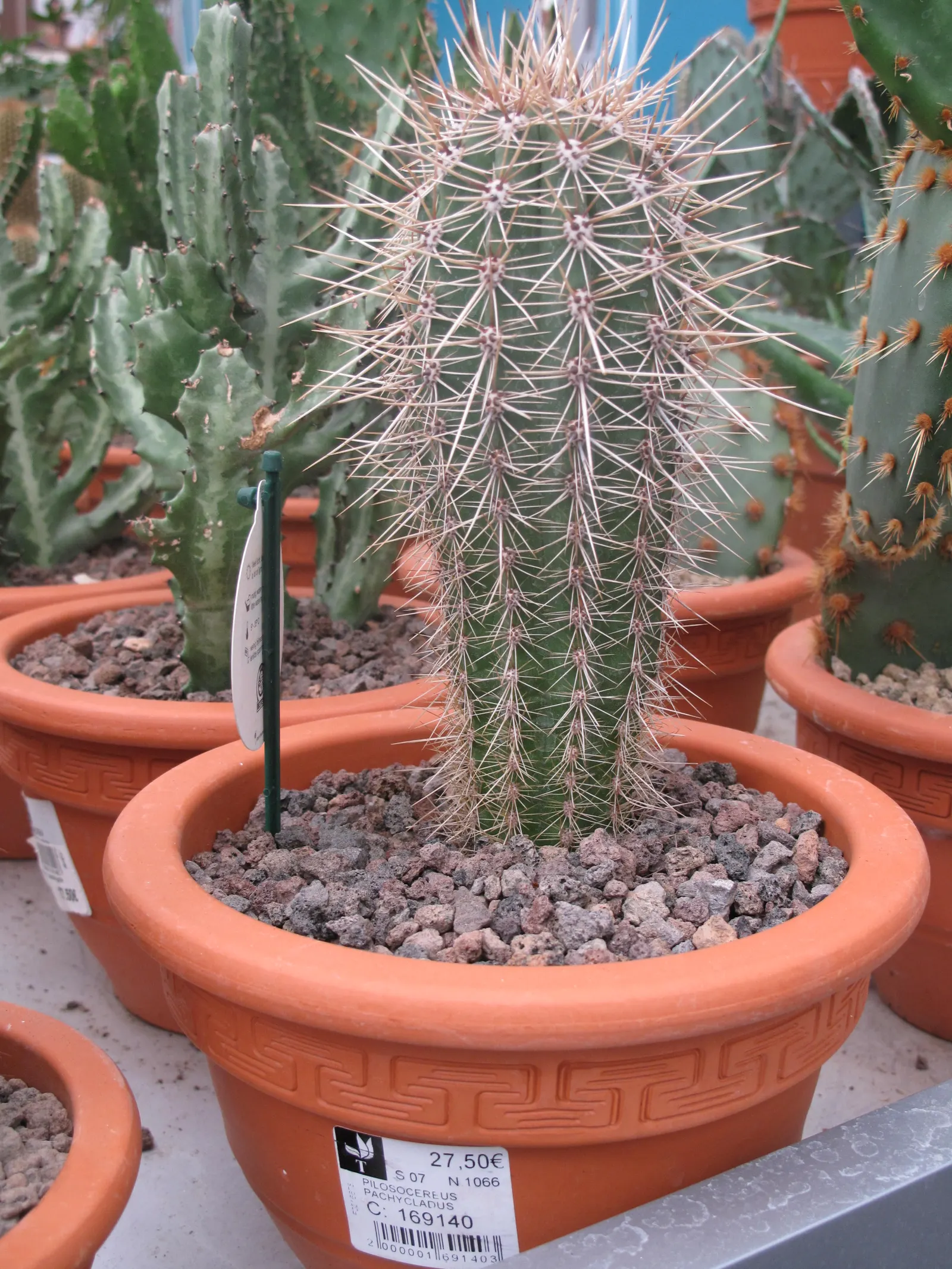 Blue Torch Cactus (Pilosocereus Azureus) — Wooly Blue Spires (Pilosocereus azureus) is an exotic columnar cactus