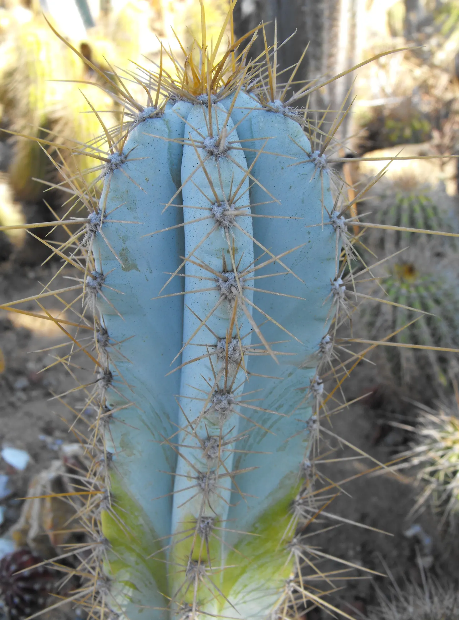 Blue Torch Cactus (Pilosocereus Azureus) — offering a dramatic vertical element to xeriscapes and dry gardens