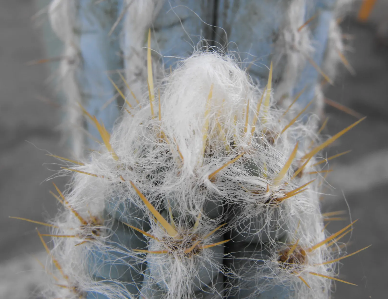 Blue Torch Cactus (Pilosocereus Azureus) — Its woolly areoles and nocturnal, white flowers add interest, with potential blooms from young at about 6 feet
