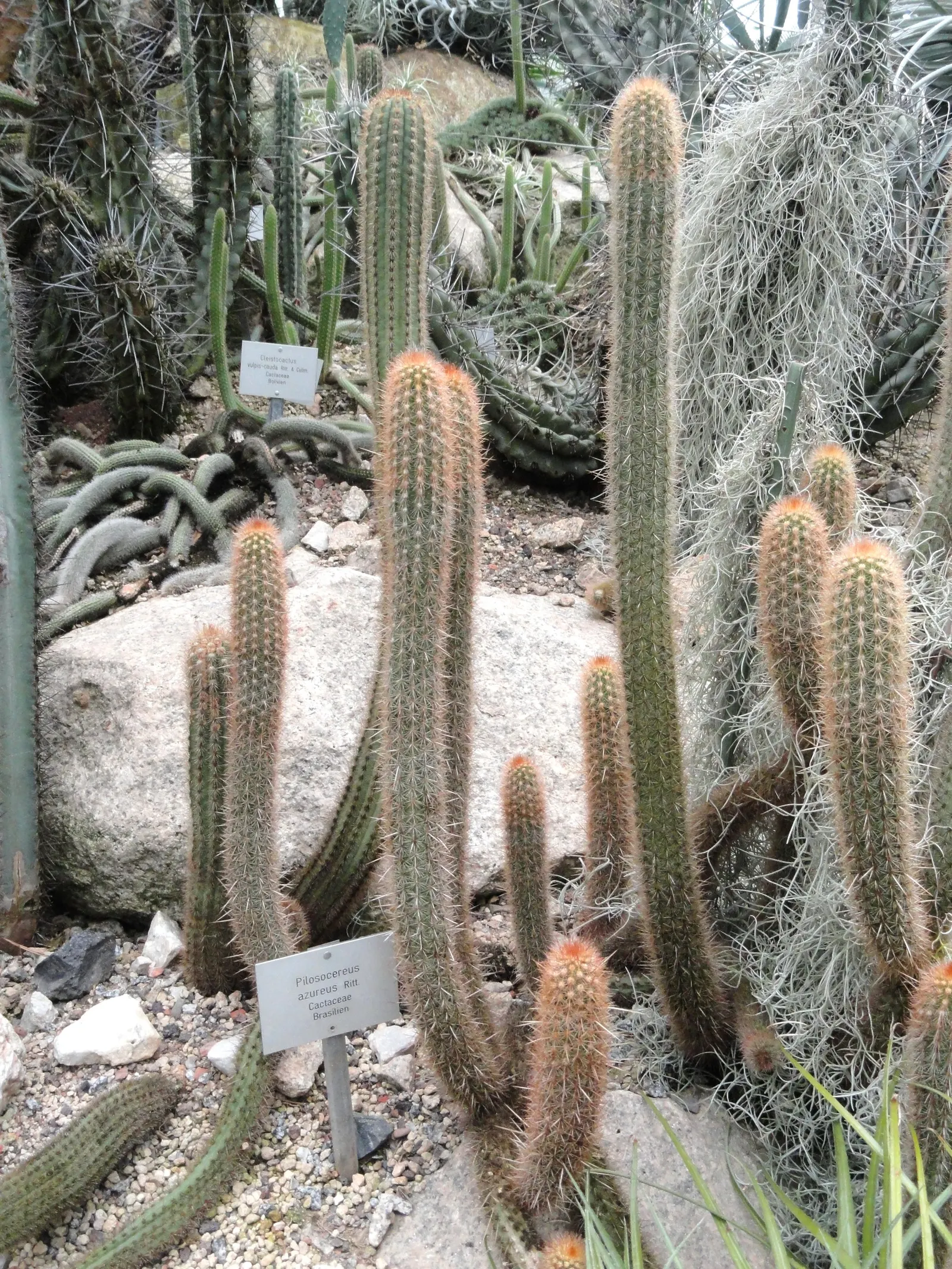 Blue Torch Cactus (Pilosocereus Azureus) — full-sun species requires well-draining soil
