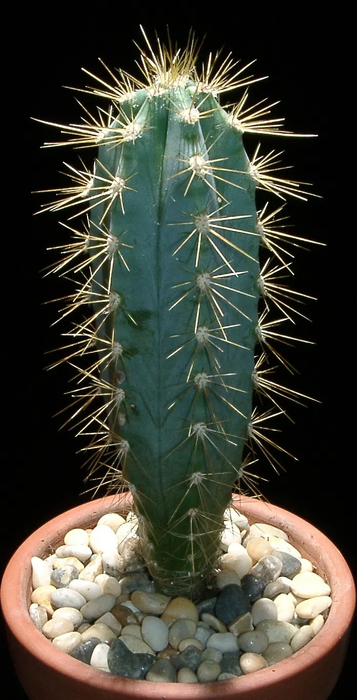 Blue Torch Cactus (Pilosocereus Azureus) — powdery blue stems that reach up to 33 feet tall with a diameter of 4-6 inches