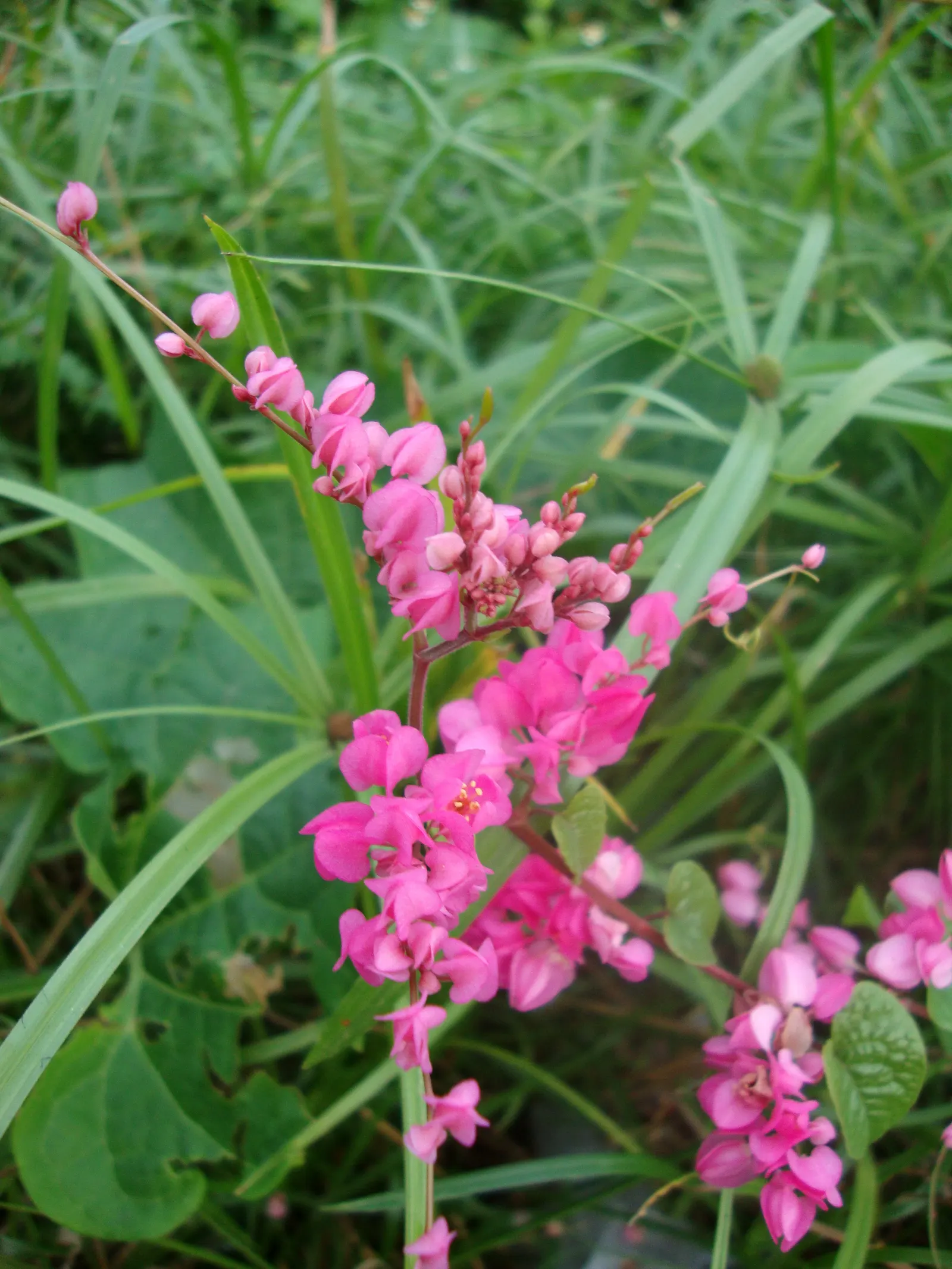 Coral Vine, Queen's Wreath (Antigonon Leptopus) — vine with pink blooms