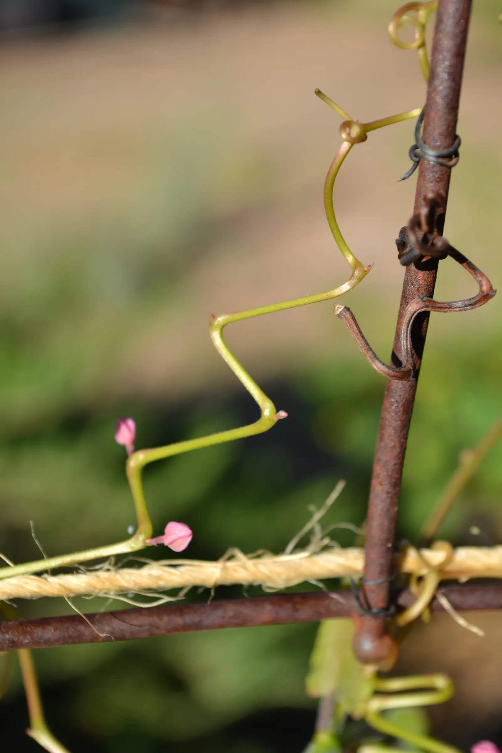 Coral Vine, Queen's Wreath (Antigonon Leptopus) — commonly known as Coral Vine or Queen's Wreath