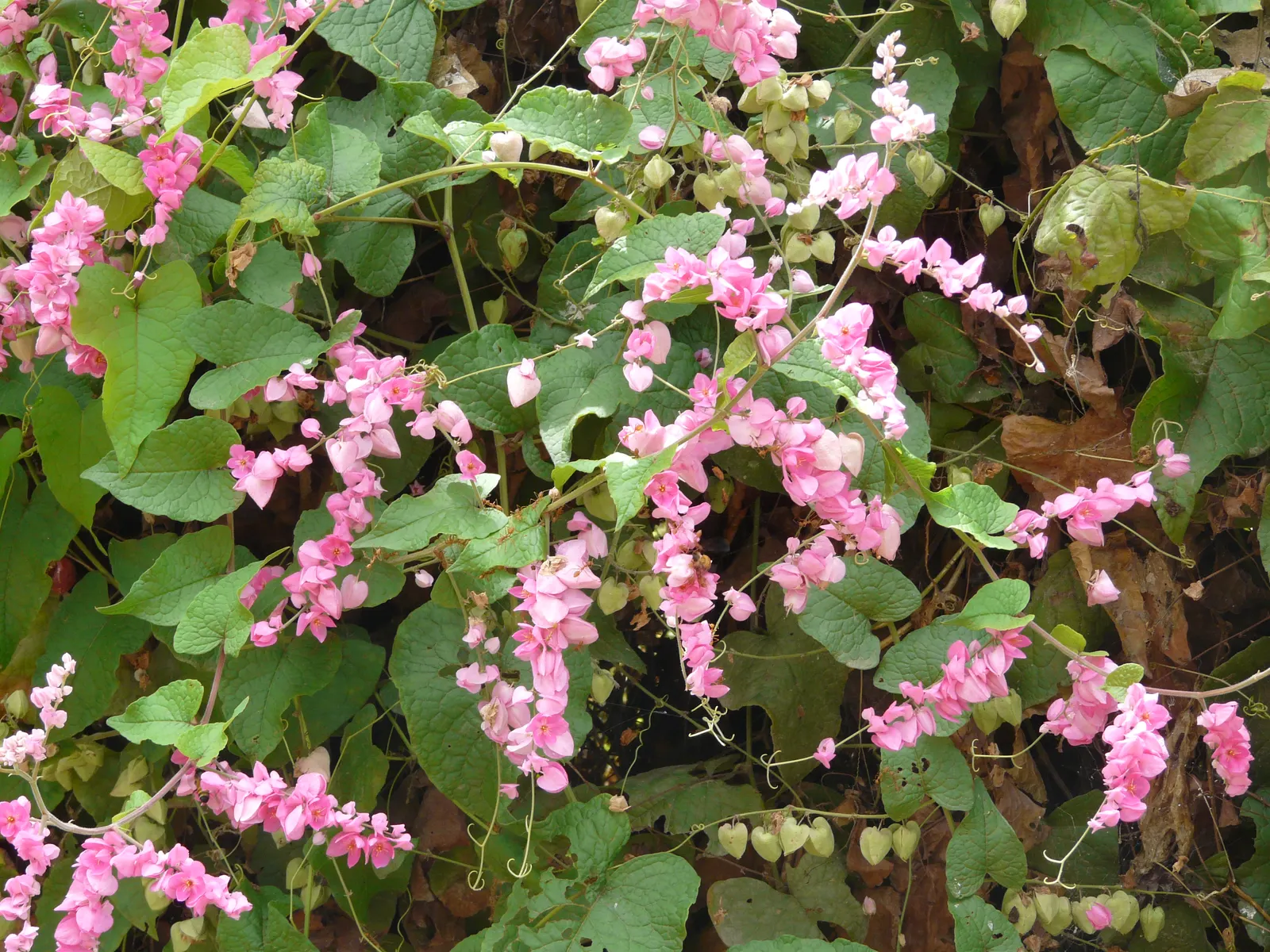 Coral Vine, Queen's Wreath (Antigonon Leptopus) — adding a dynamic element to any landscape; this ornamental vine thrives in USDA zones 9 through 11 and is