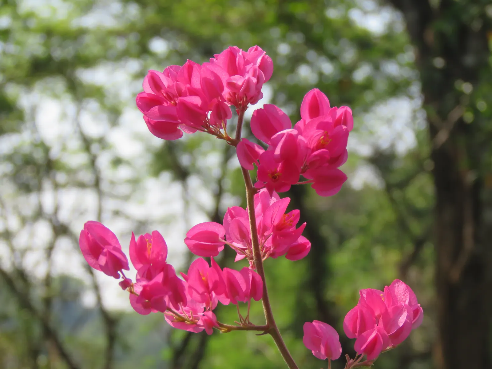 Coral Vine, Queen's Wreath (Antigonon Leptopus) — Ideal for adding vertical interest and a splash of color to arbors or fences